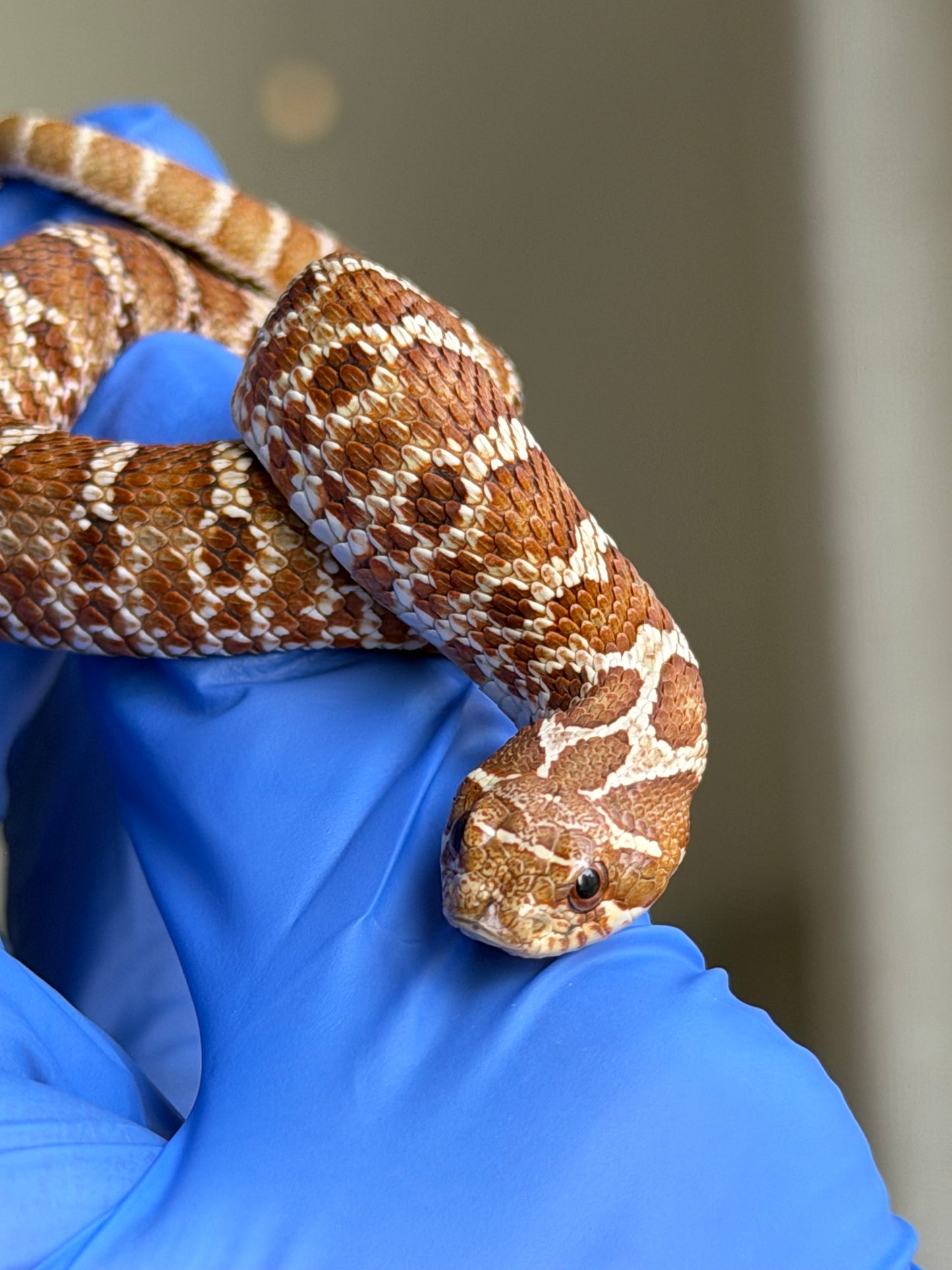 2025 紫紅極端紅X純血沃瑪Cross ♂ (H25152)