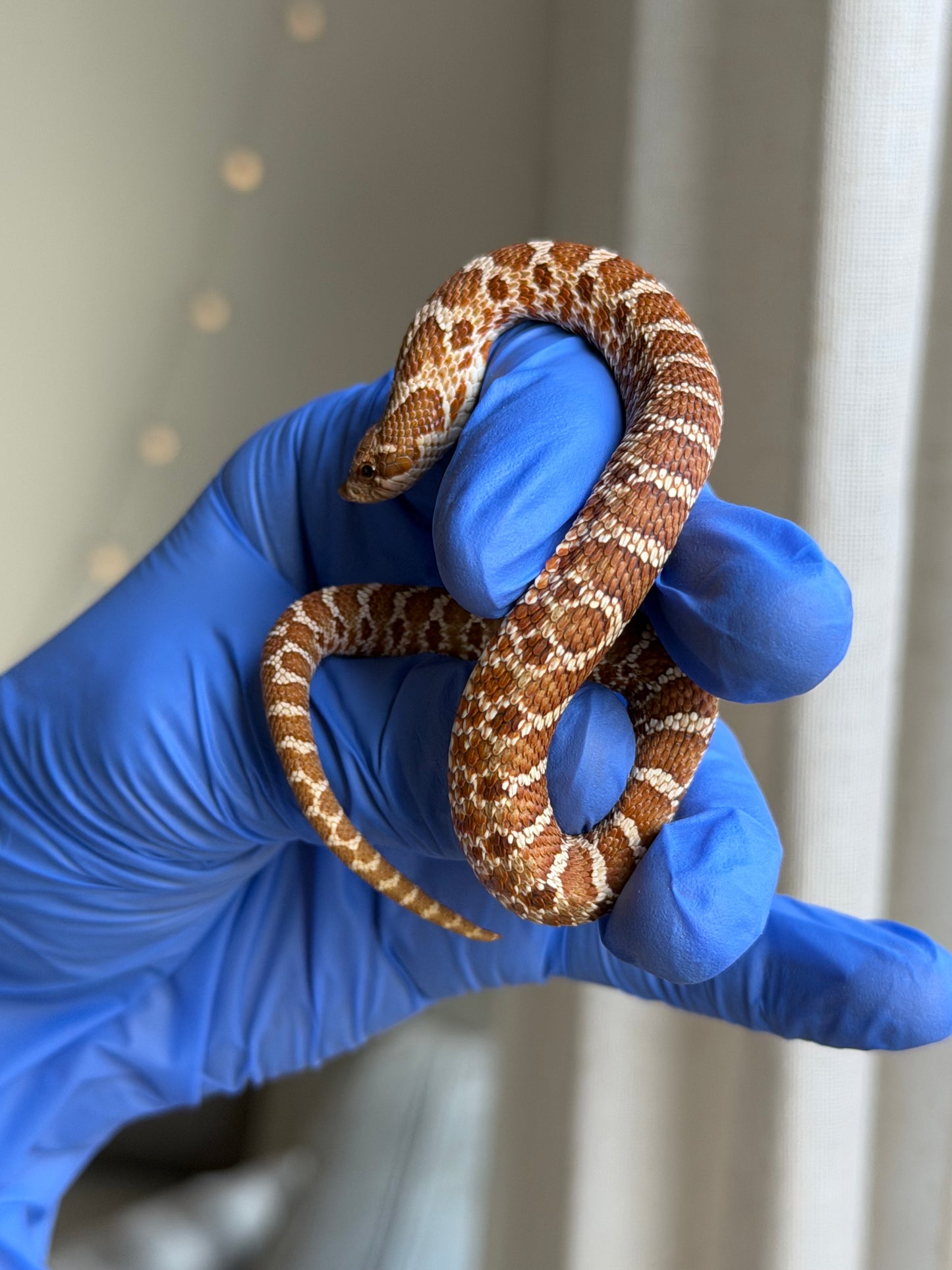 2025 紫紅極端紅X純血沃瑪Cross ♂ (H25152)