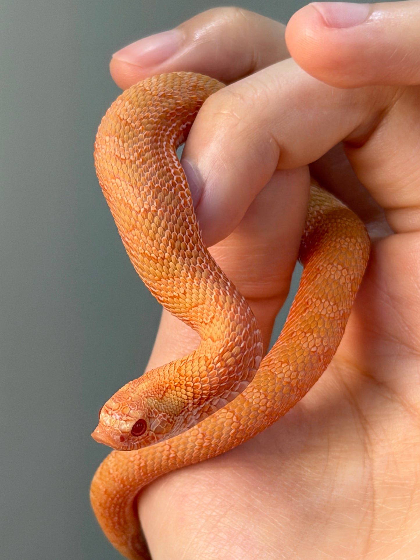 2025 *競標*太陽爆炸 ♂ (H25037)