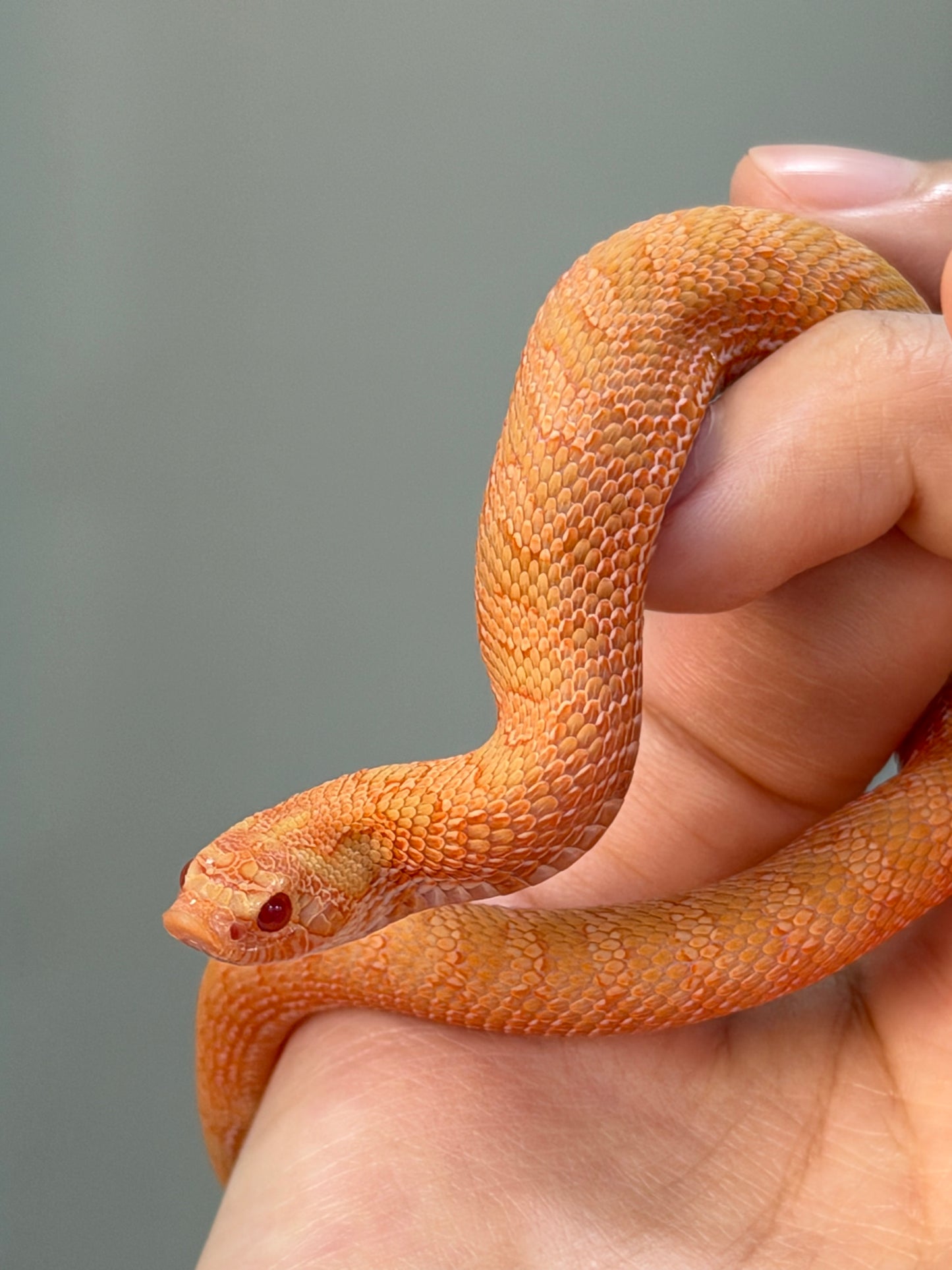 2025 *競標*太陽爆炸 ♂ (H25037)