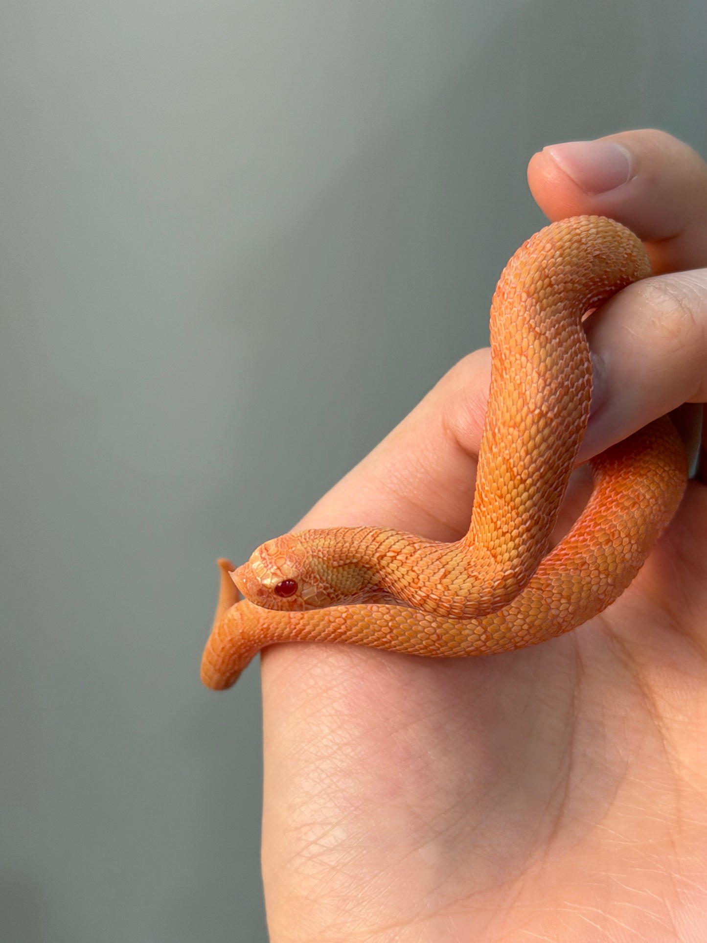 2025 *競標*太陽爆炸 ♂ (H25037)