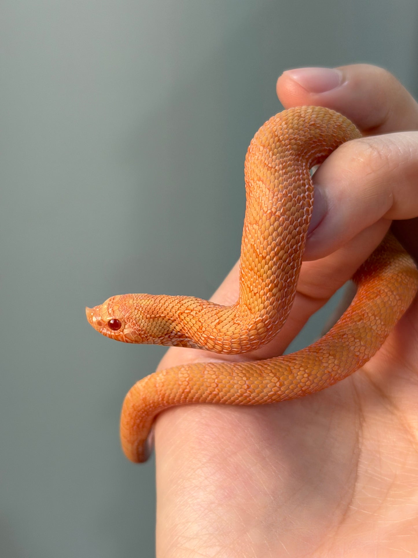 2025 *競標*太陽爆炸 ♂ (H25037)