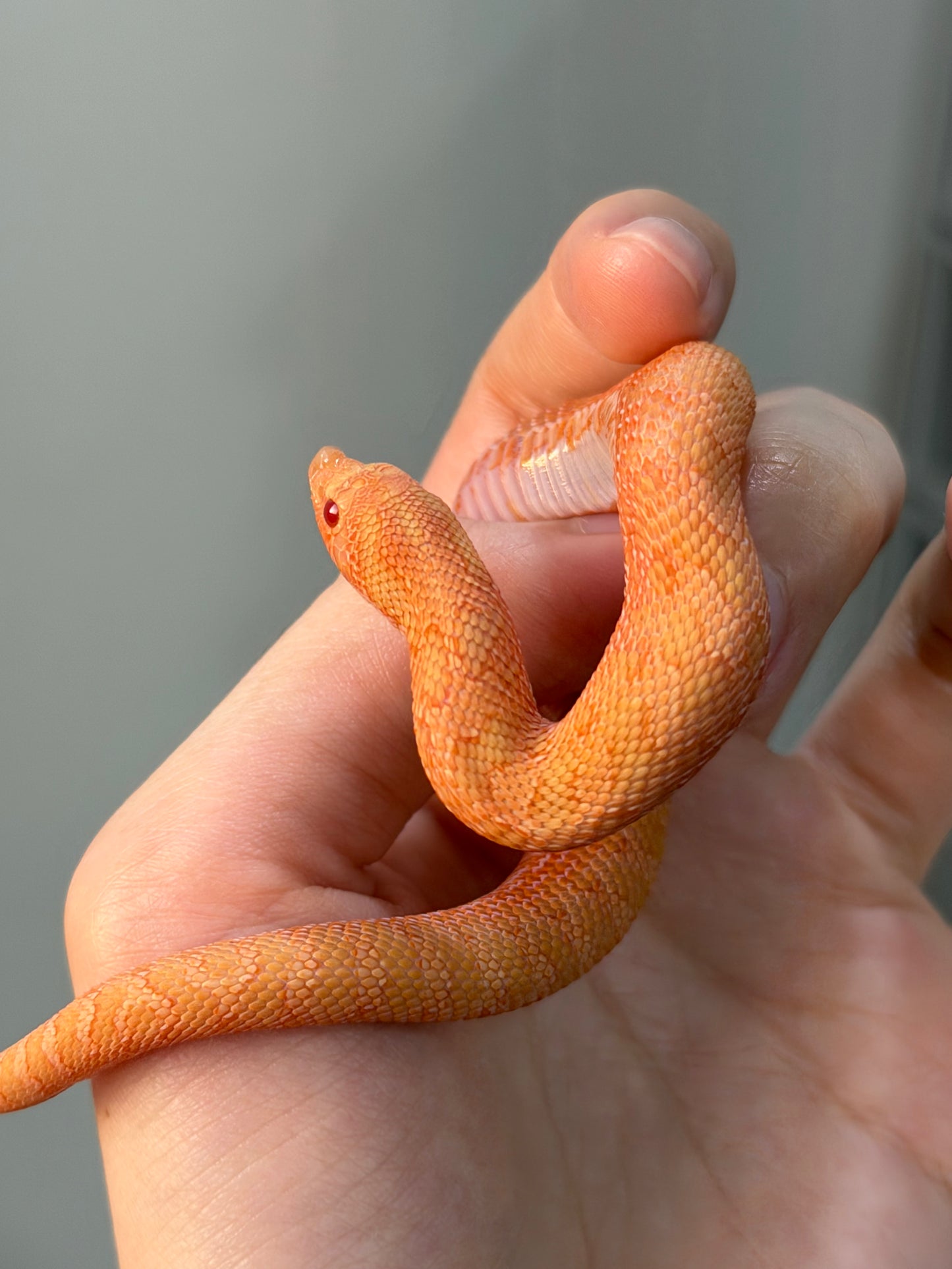 2025 *競標*太陽爆炸 ♂ (H25037)