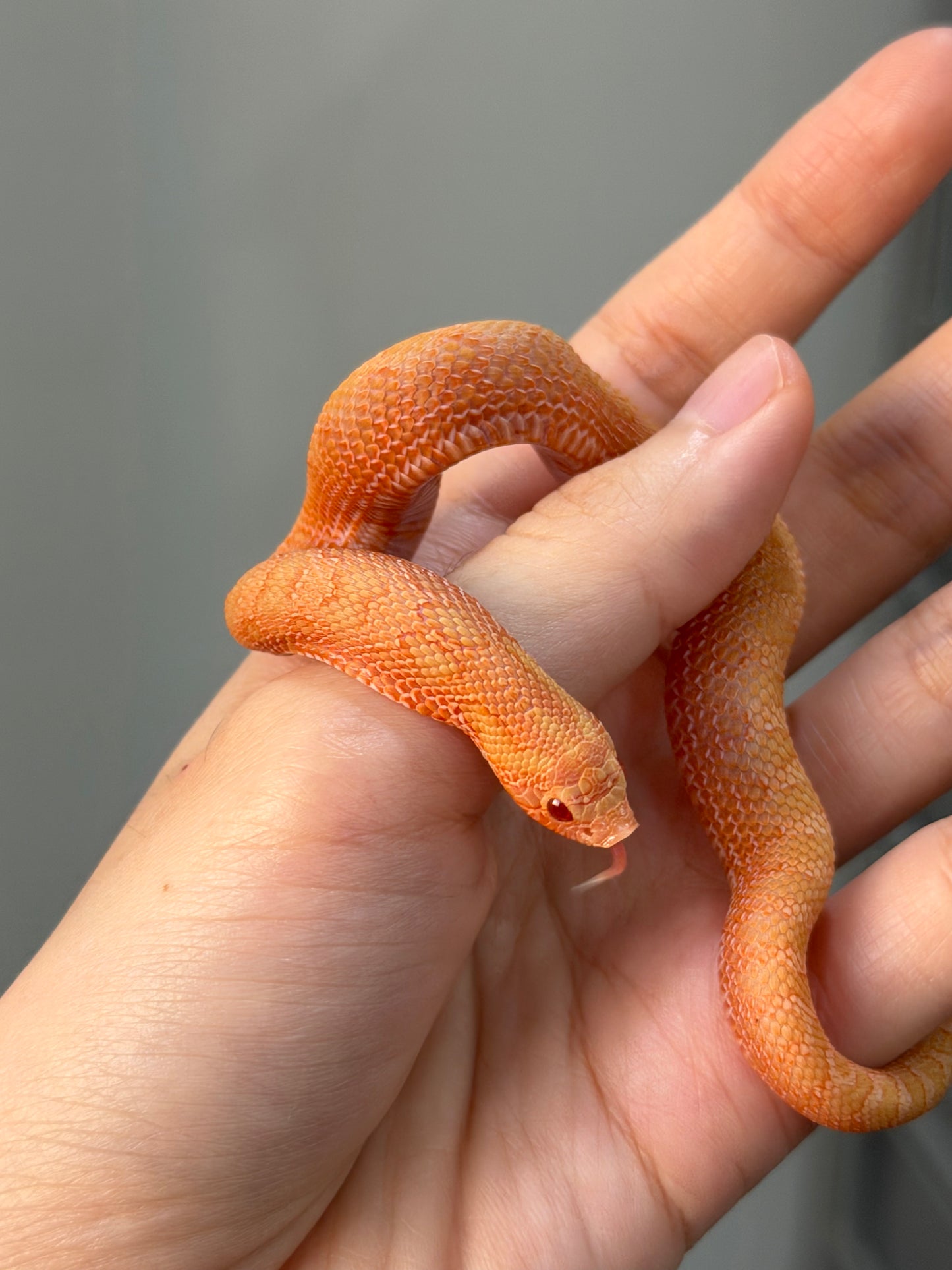 2025 *競標*太陽爆炸 ♂ (H25037)