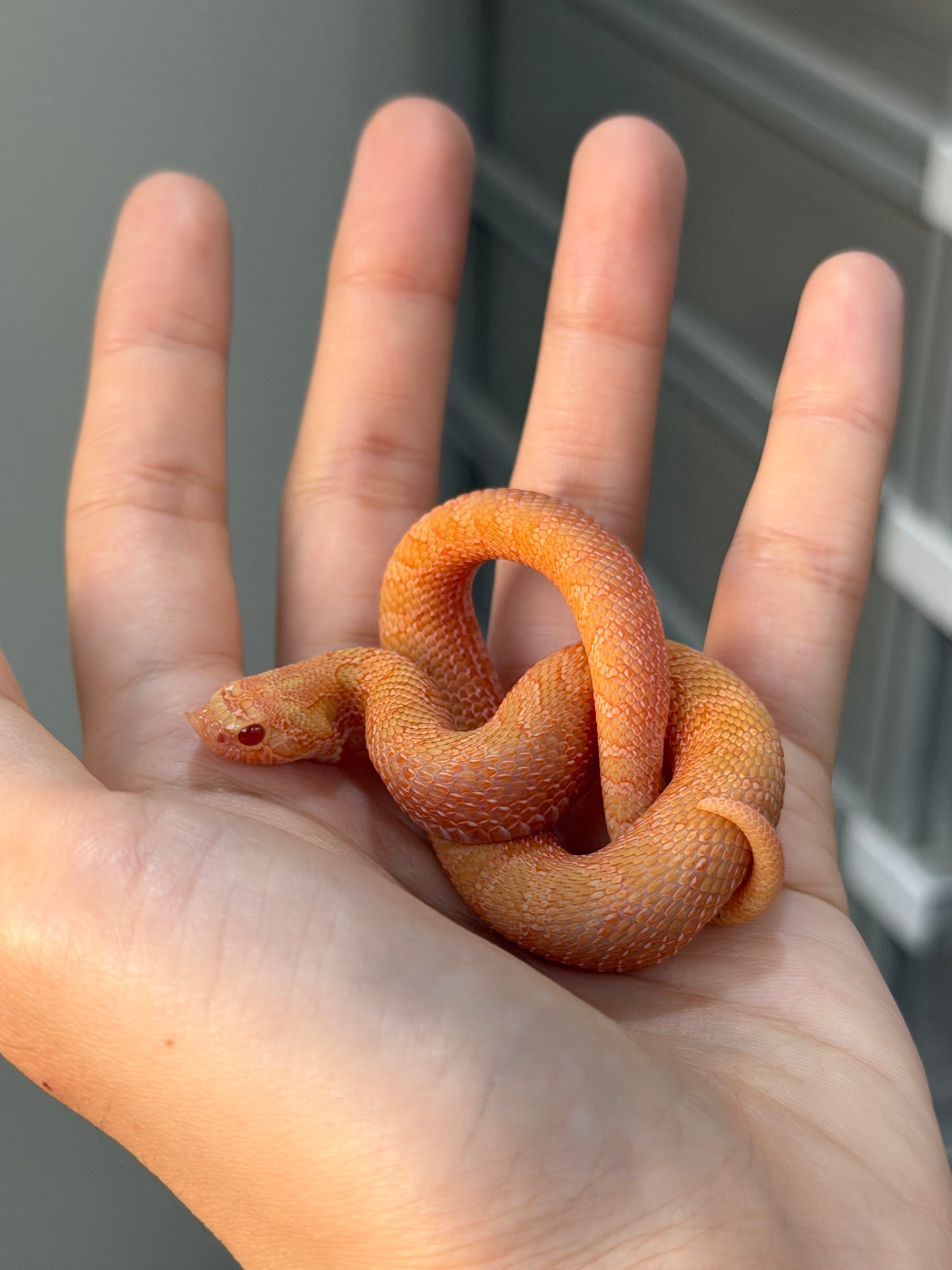 2025 *競標*太陽爆炸 ♂ (H25037)