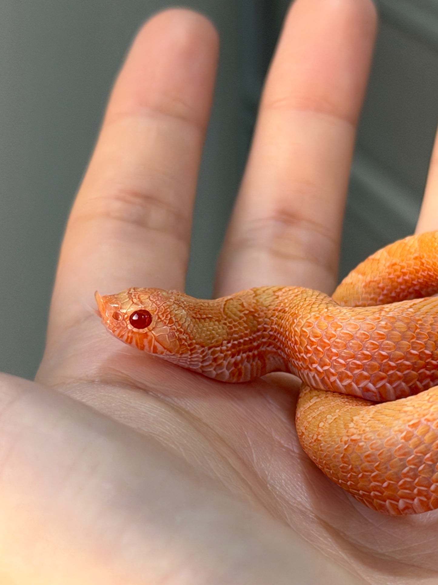 2025 *競標*太陽爆炸 ♂ (H25037)