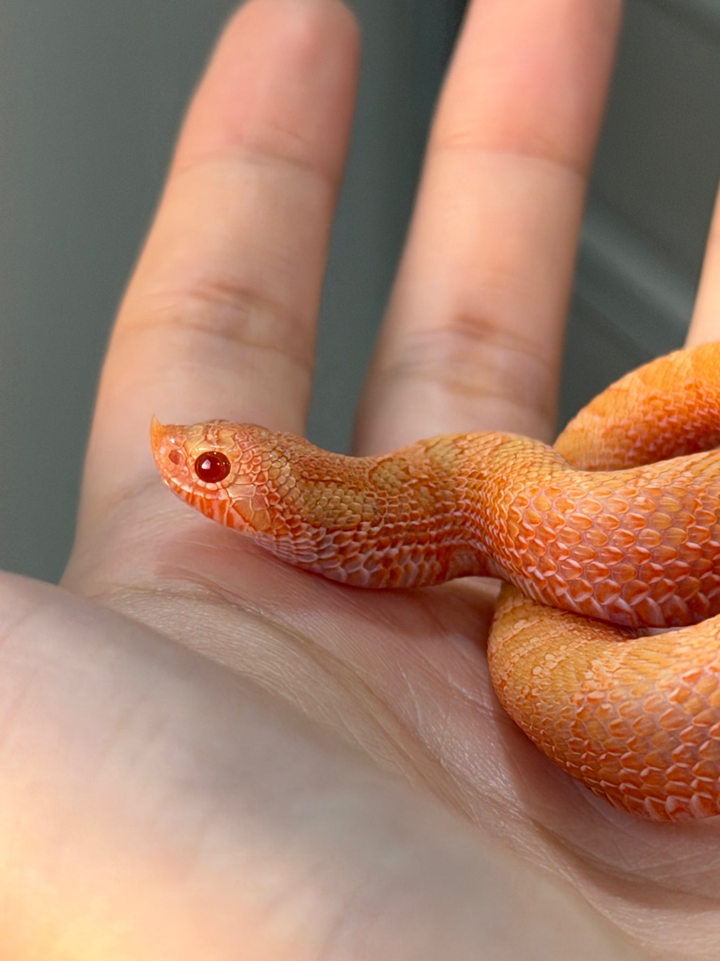 2025 *競標*太陽爆炸 ♂ (H25037)