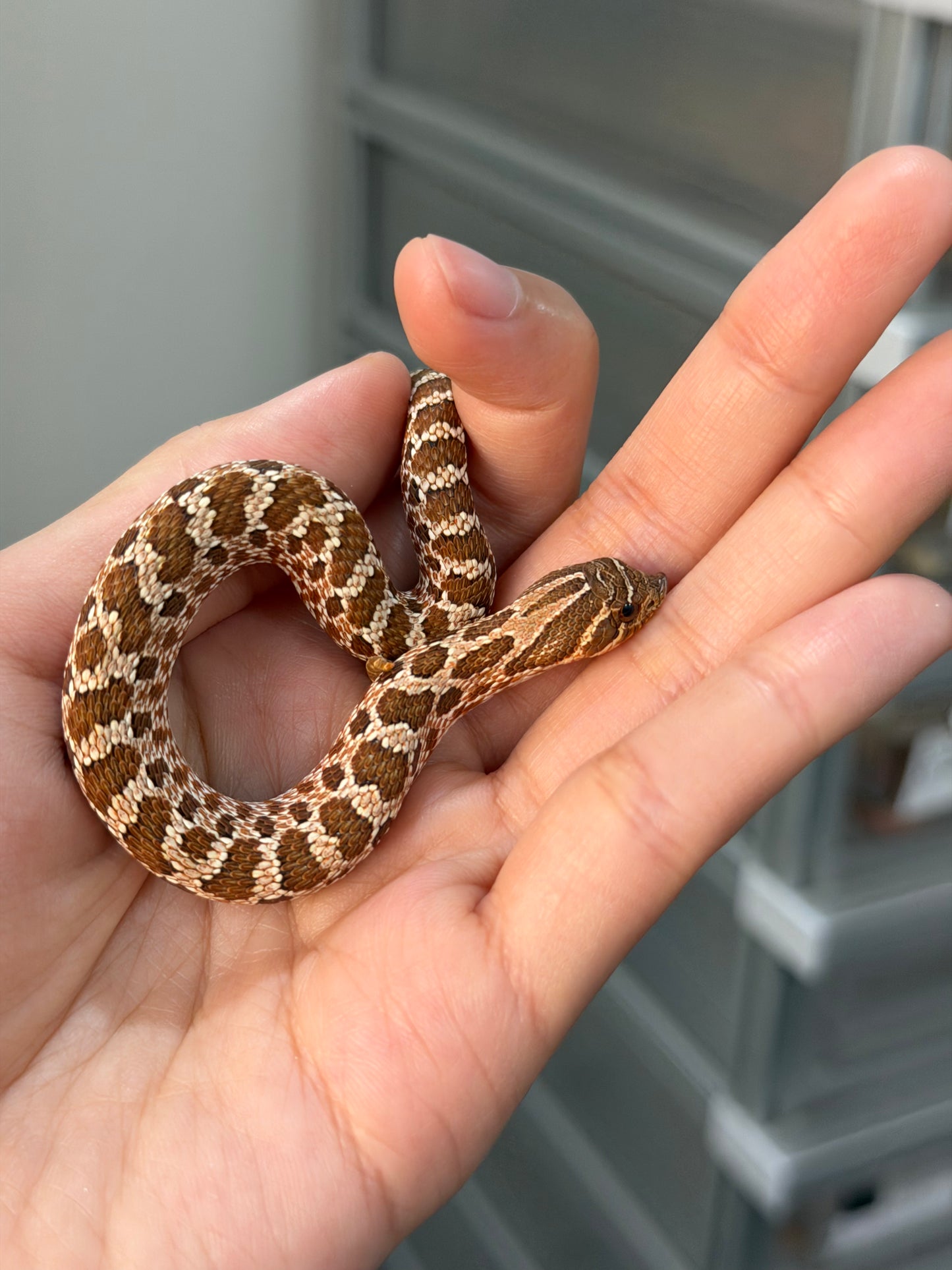 2025 *競標*可愛小普豬Het白化 ♂ (H25412)