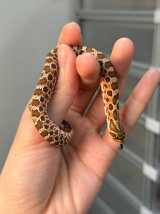 2025 *競標*可愛小普豬Het白化 ♂ (H25412)