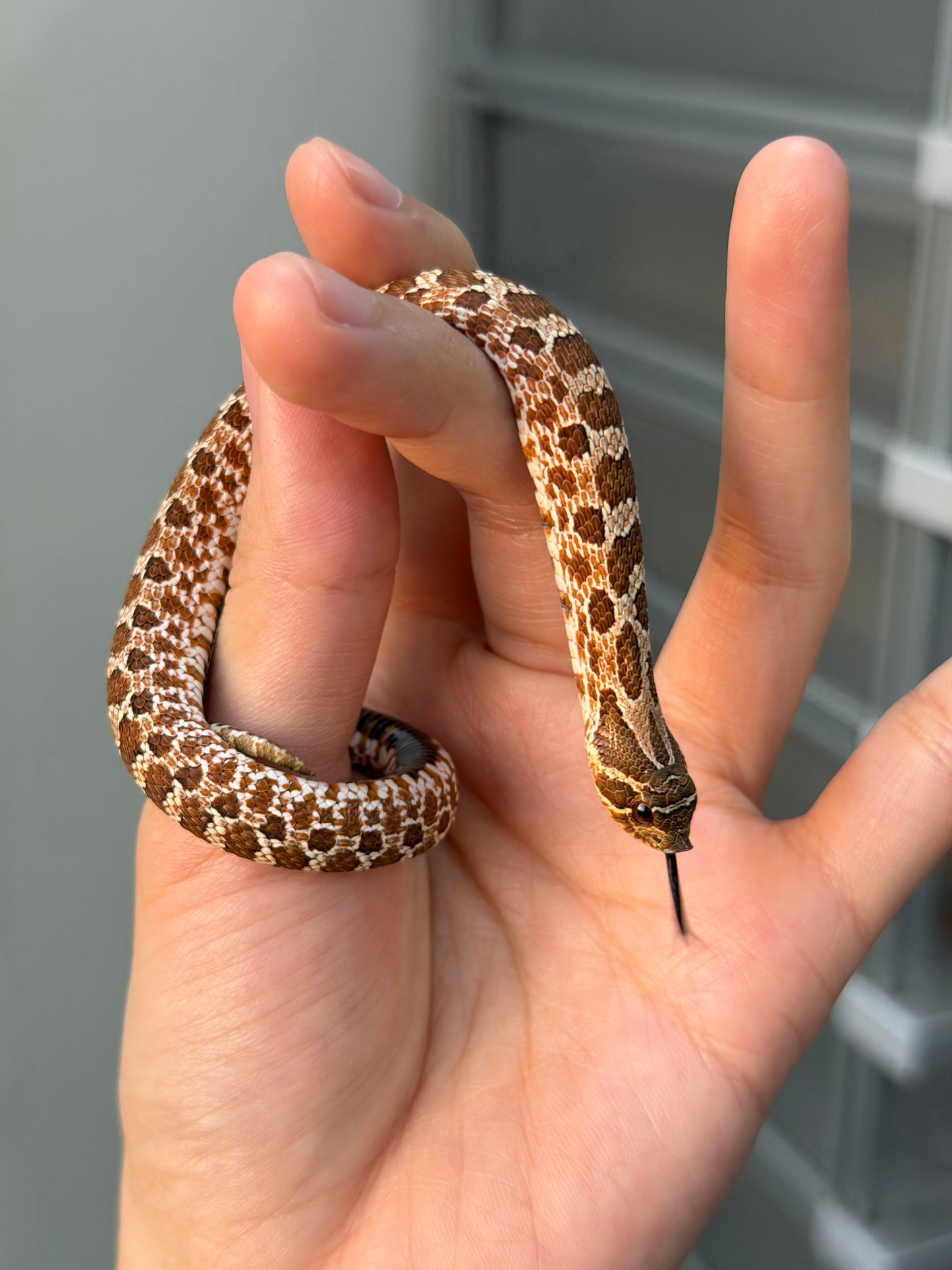 2025 *競標*可愛小普豬Het白化 ♂ (H25412)