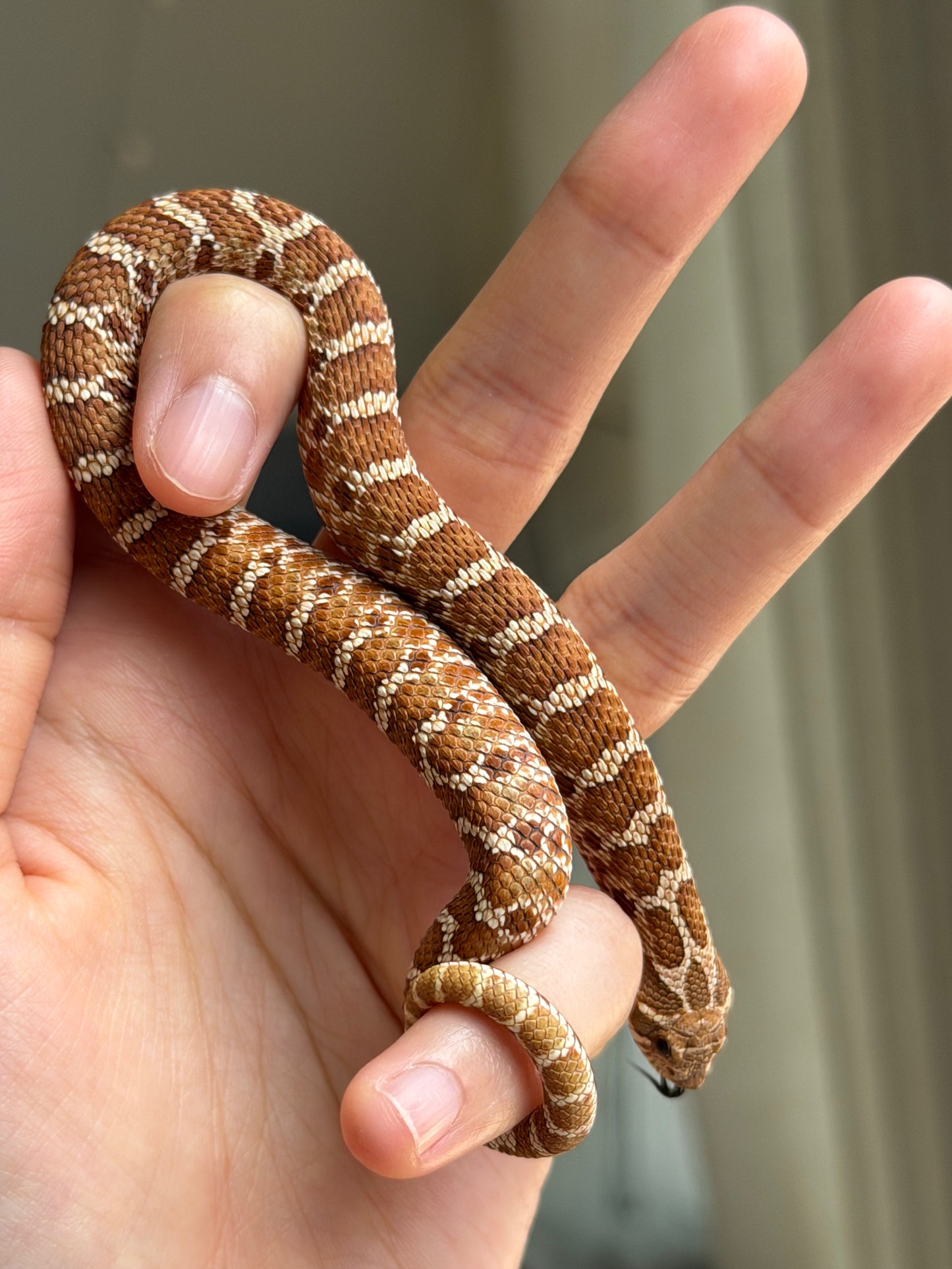 紫紅極端紅X純血沃瑪Cross