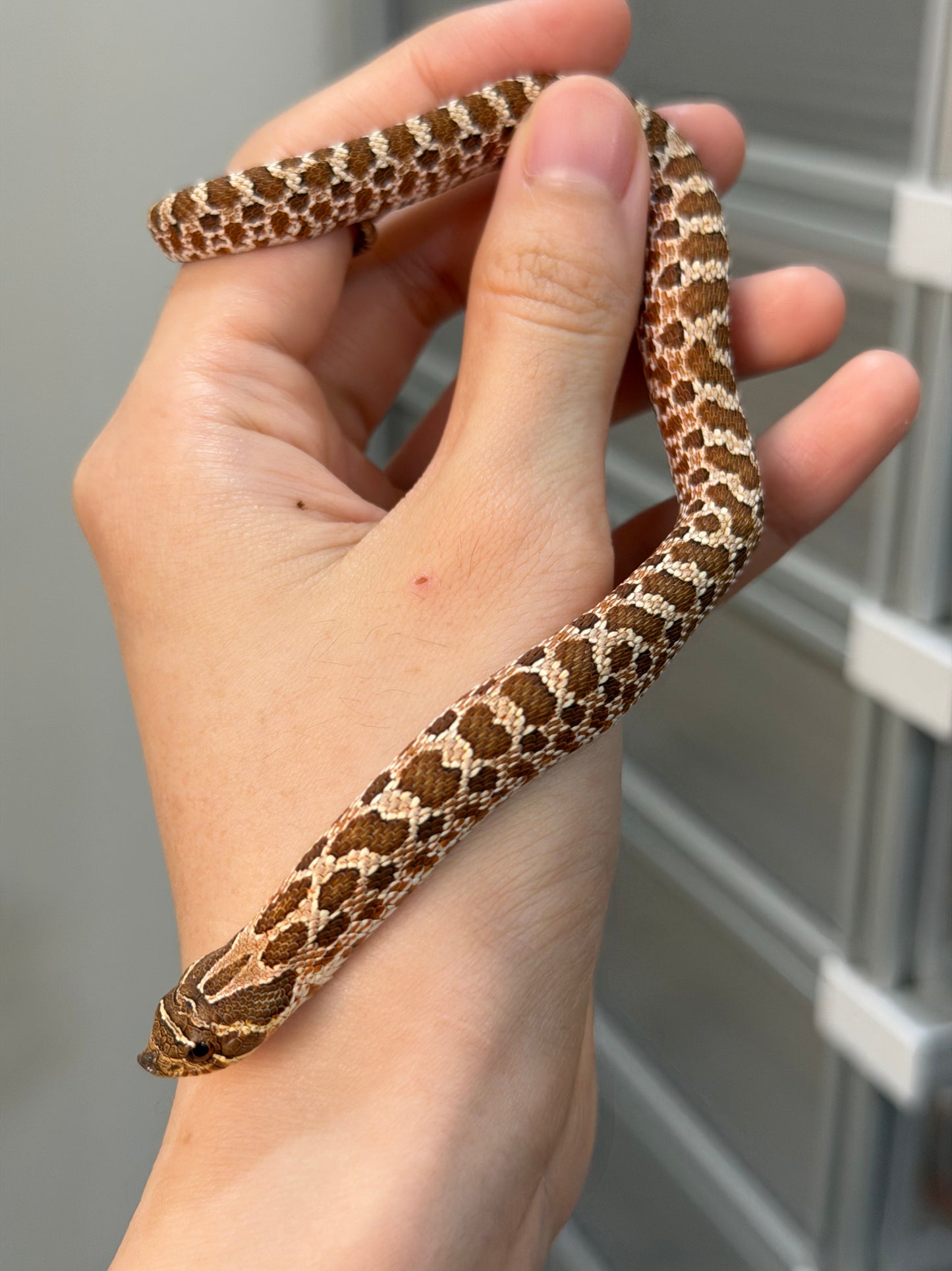 2025 *競標*可愛小普豬Het白化 ♂ (H25412)