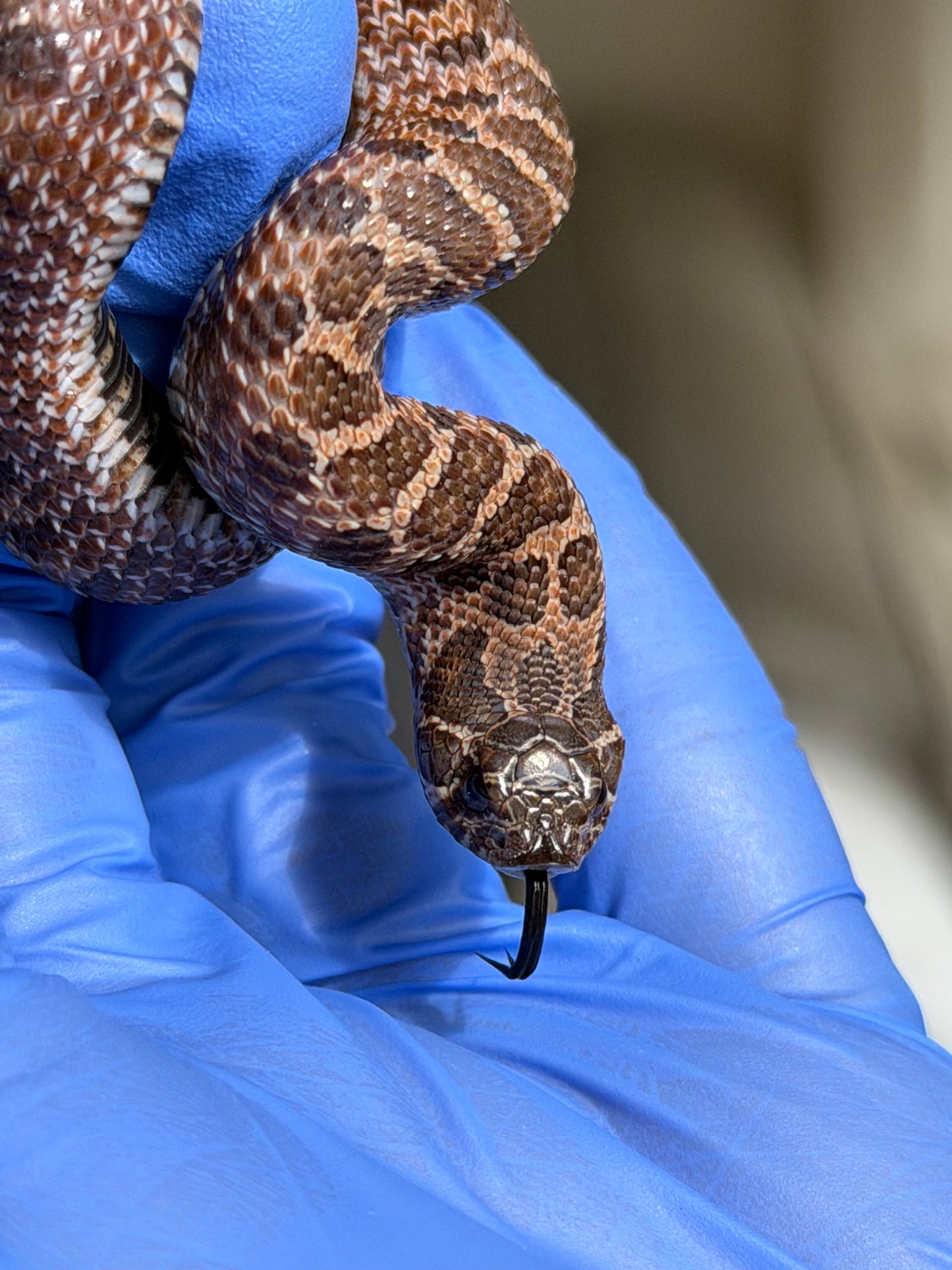 2025 紫貂Het雪爆 ♂ (H25457)