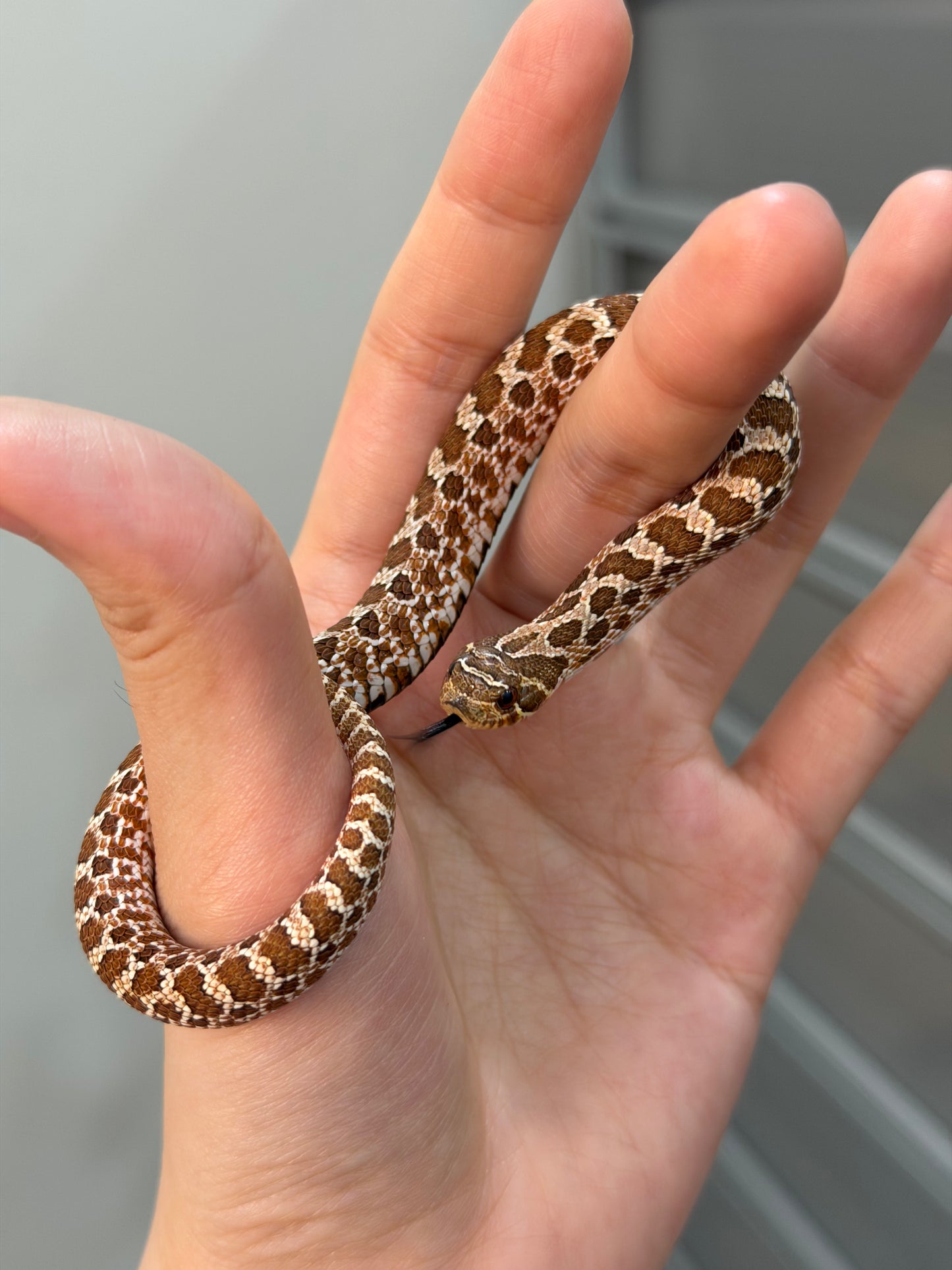 2025 *競標*可愛小普豬Het白化 ♂ (H25412)