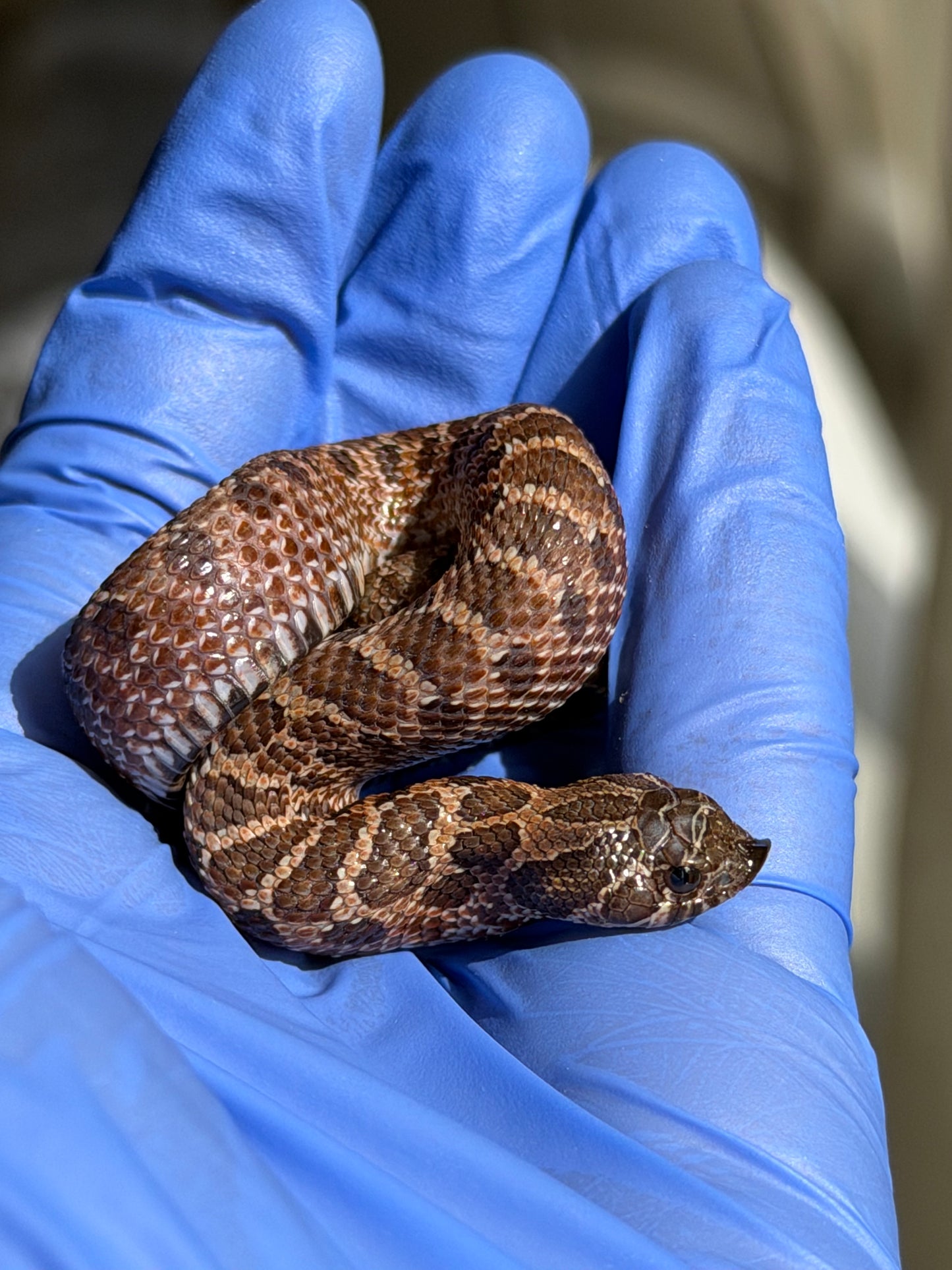 2025 紫貂Het雪爆 ♂ (H25457)