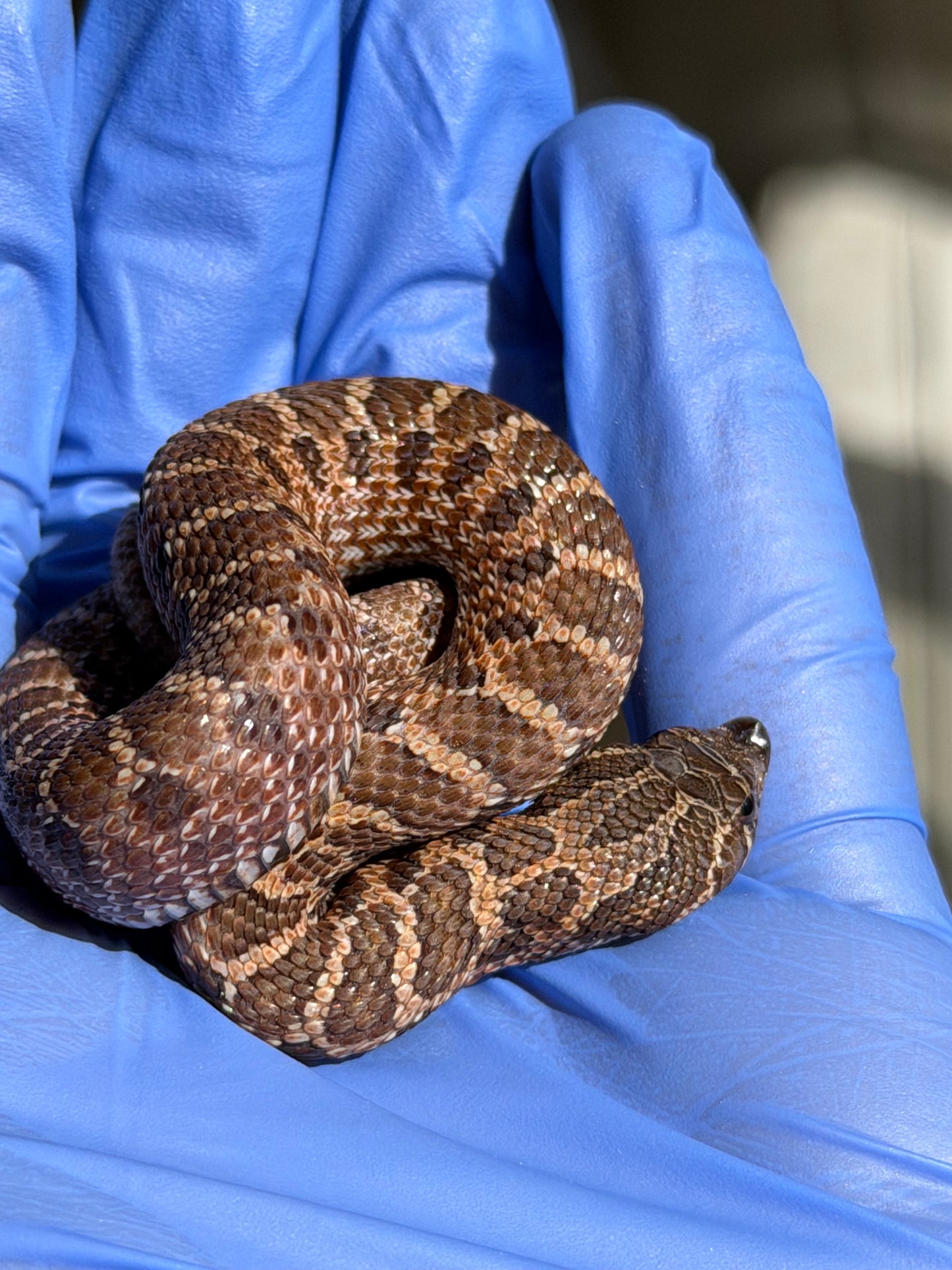 2025 紫貂Het雪爆 ♂ (H25457)