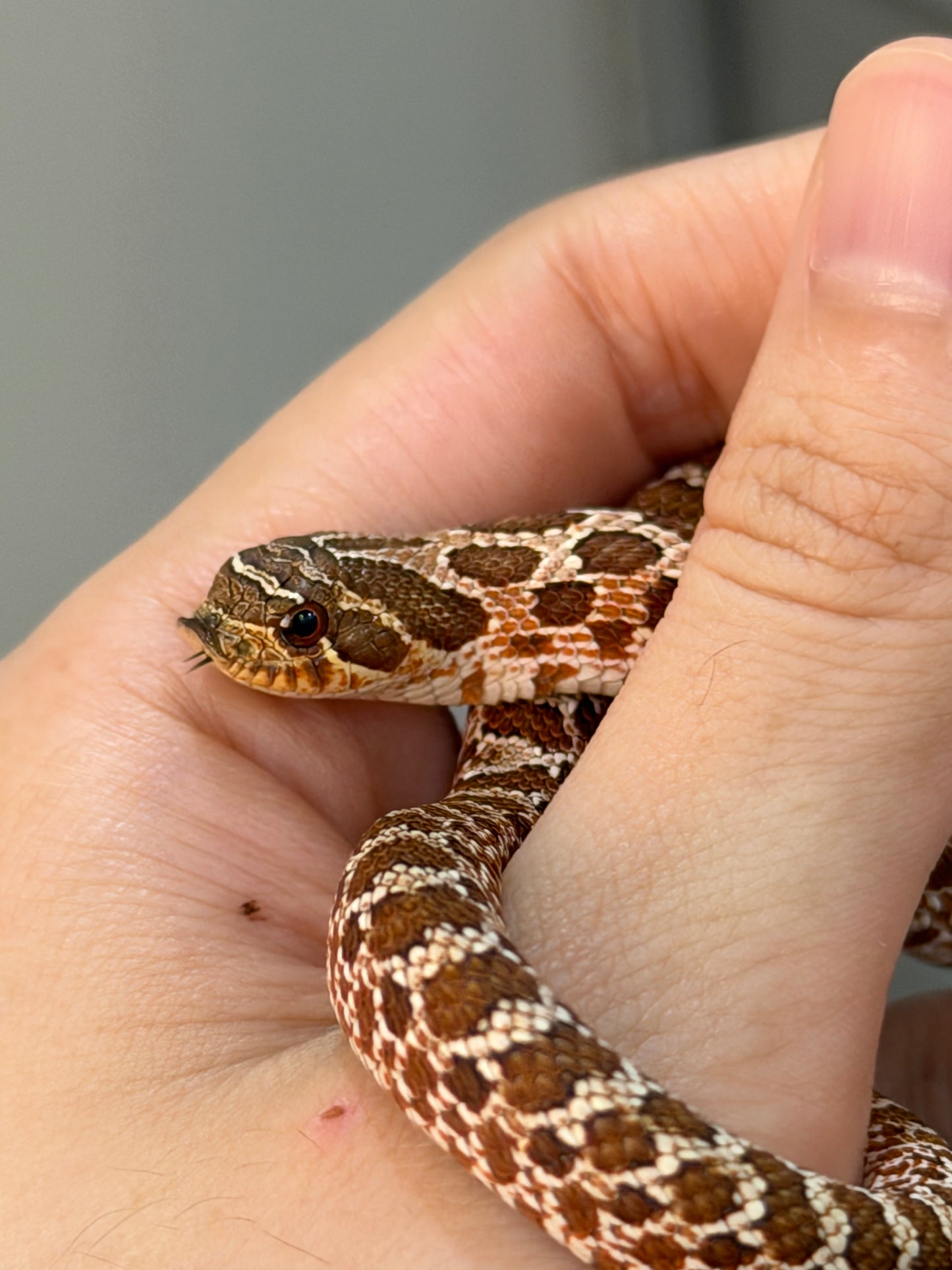 2025 *競標*可愛小普豬Het白化 ♂ (H25412)