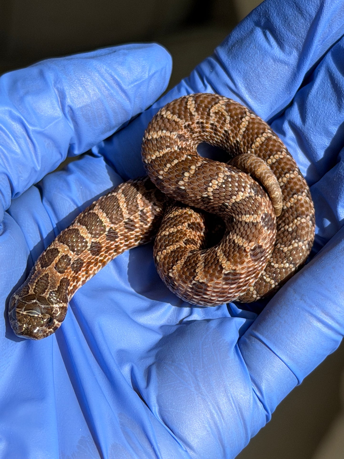 2025 紫貂Het雪爆 ♂ (H25457)