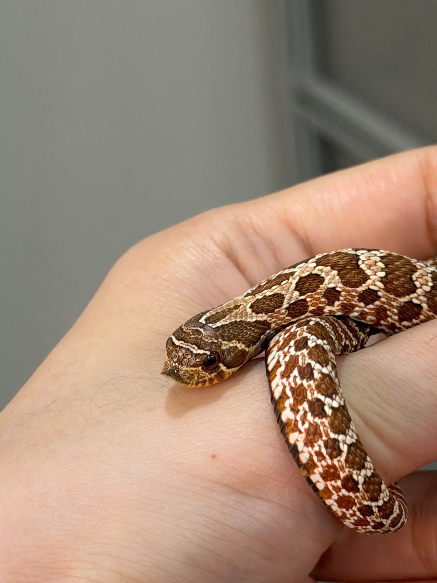 2025 *競標*可愛小普豬Het白化 ♂ (H25412)