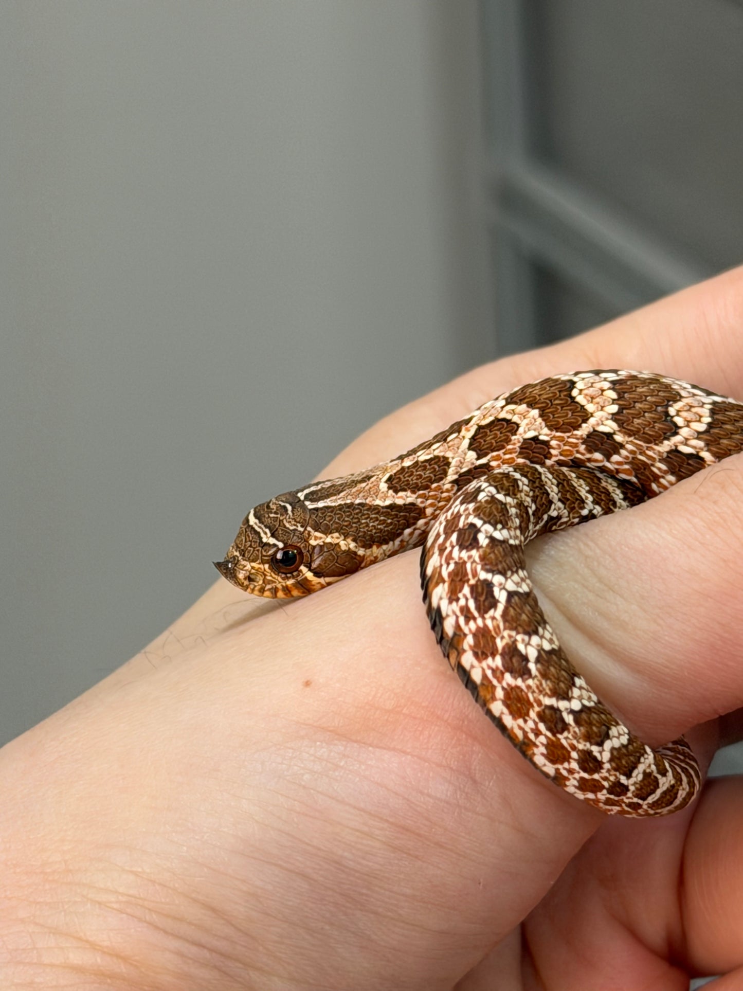 2025 *競標*可愛小普豬Het白化 ♂ (H25412)