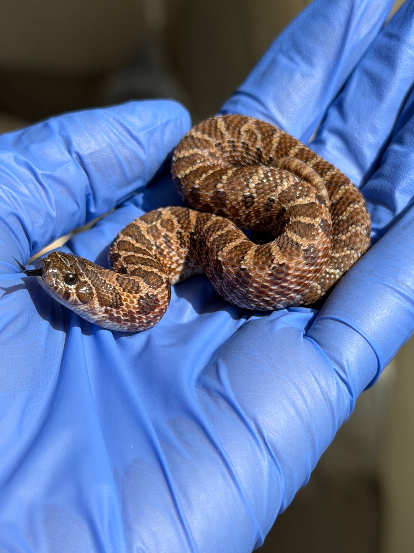 2025 紫貂Het雪爆 ♂ (H25457)