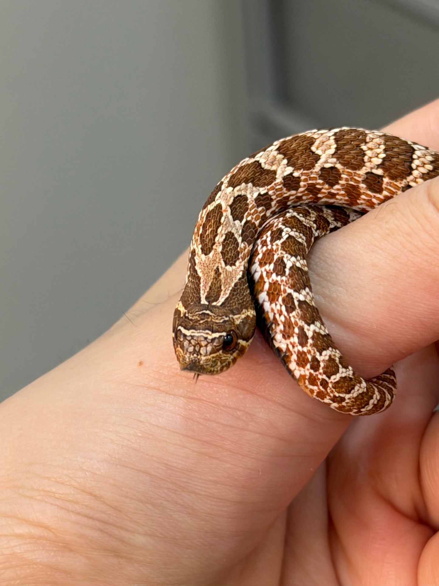 2025 *競標*可愛小普豬Het白化 ♂ (H25412)