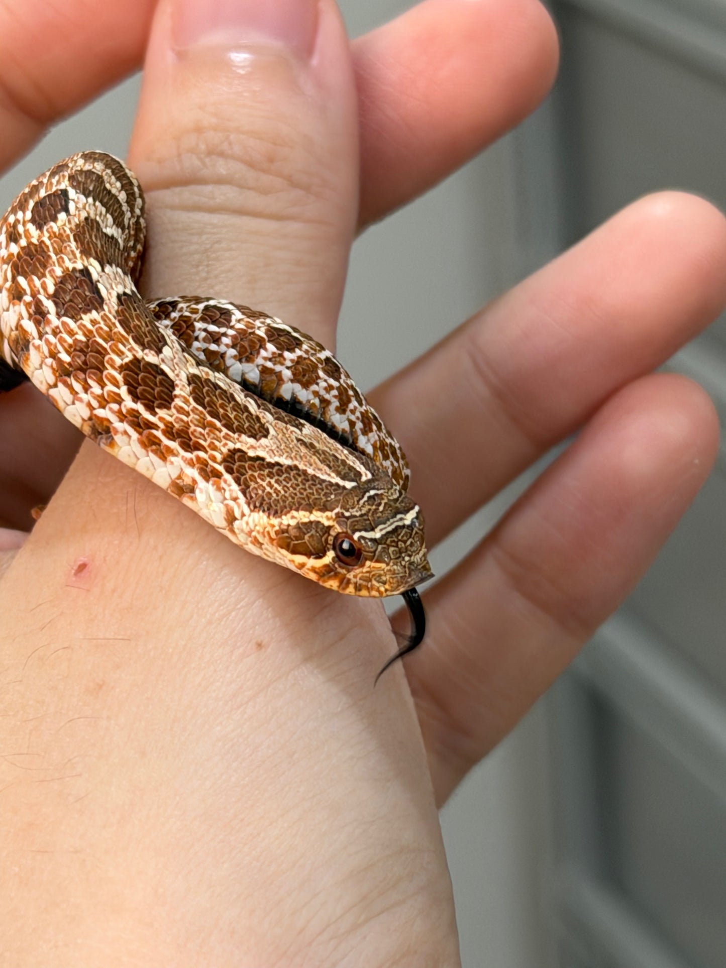 2025 *競標*可愛小普豬Het白化 ♂ (H25412)