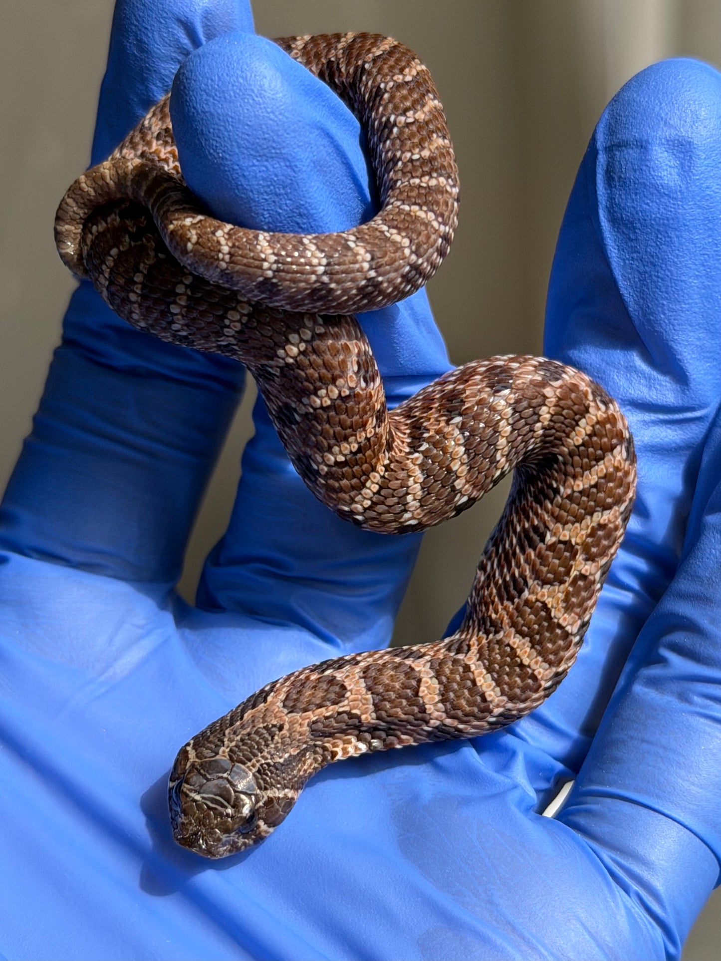 2025 紫貂Het雪爆 ♂ (H25457)