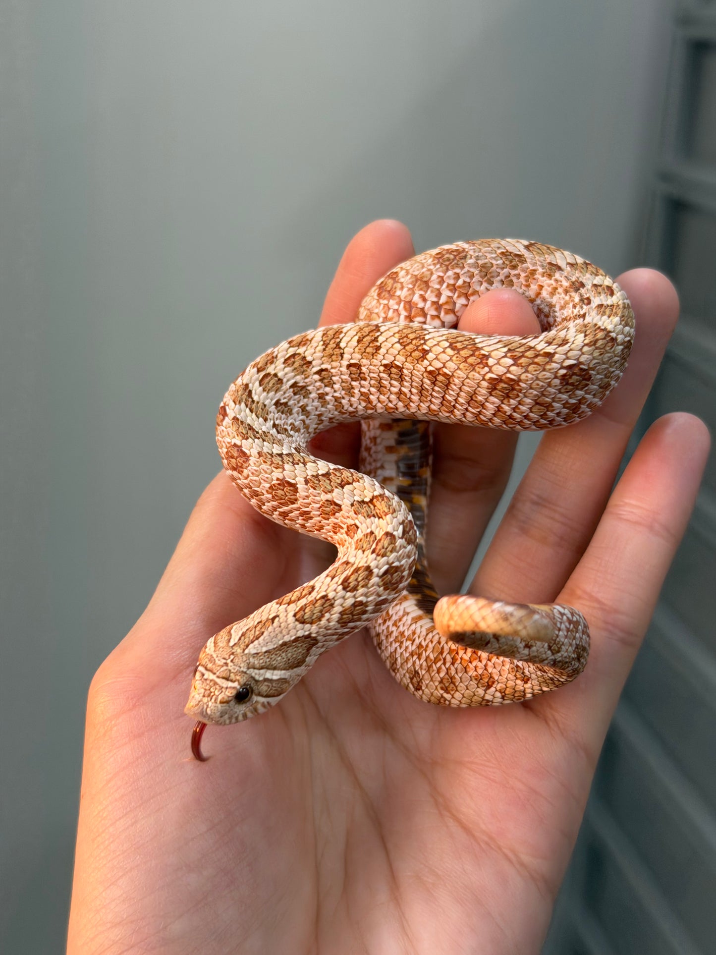 *競標* 2025 北極太妃Het紫貂 ♀ (H25071)