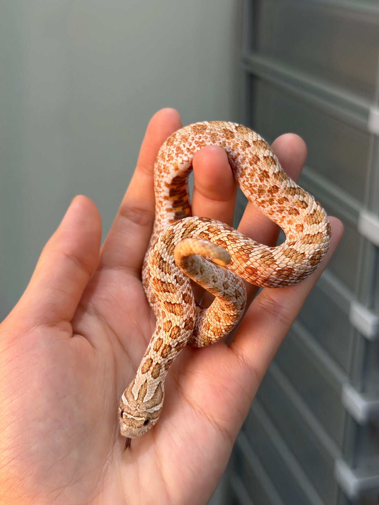 *競標* 2025 北極太妃Het紫貂 ♀ (H25071)