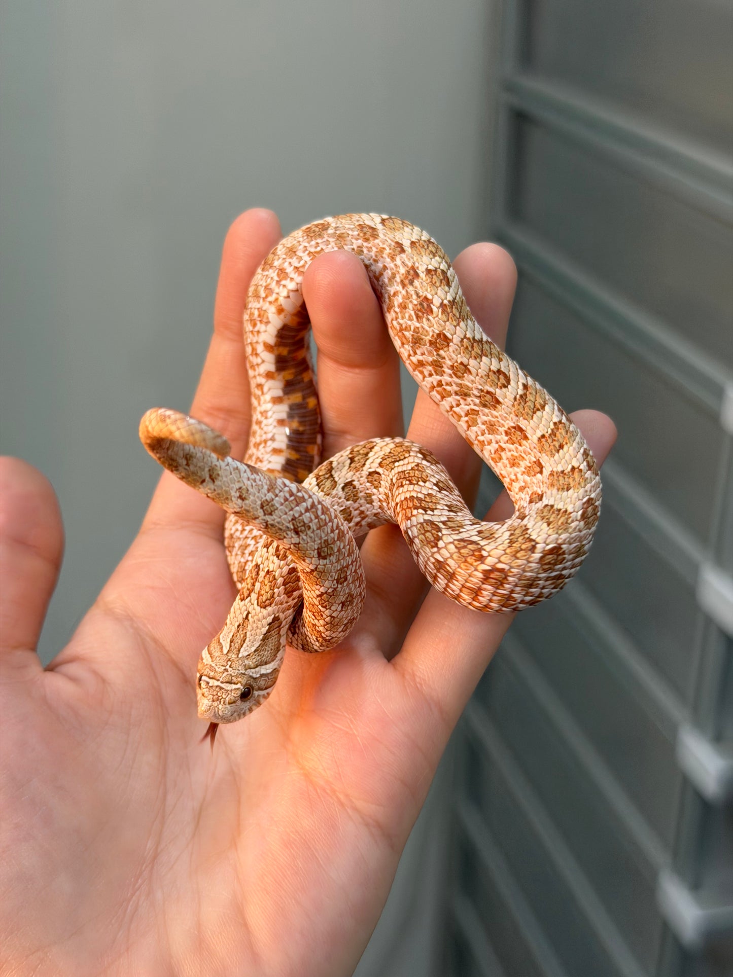 *競標* 2025 北極太妃Het紫貂 ♀ (H25071)