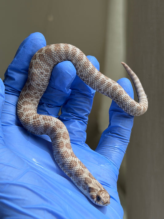 Antarctic Het Toffee 50%ph Axanthic