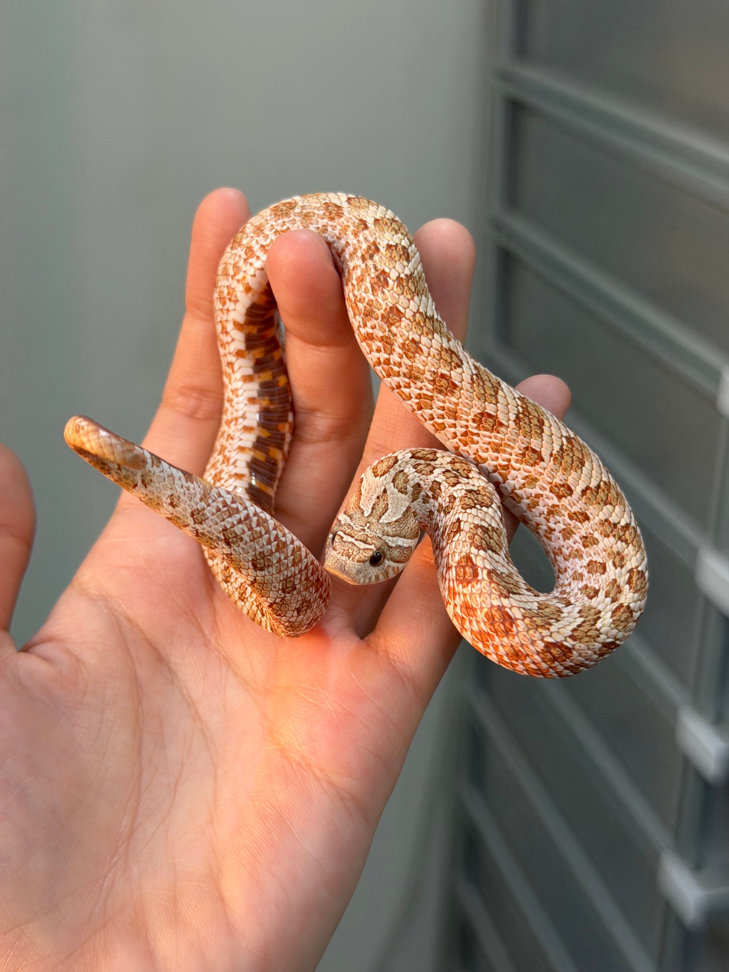 *競標* 2025 北極太妃Het紫貂 ♀ (H25071)