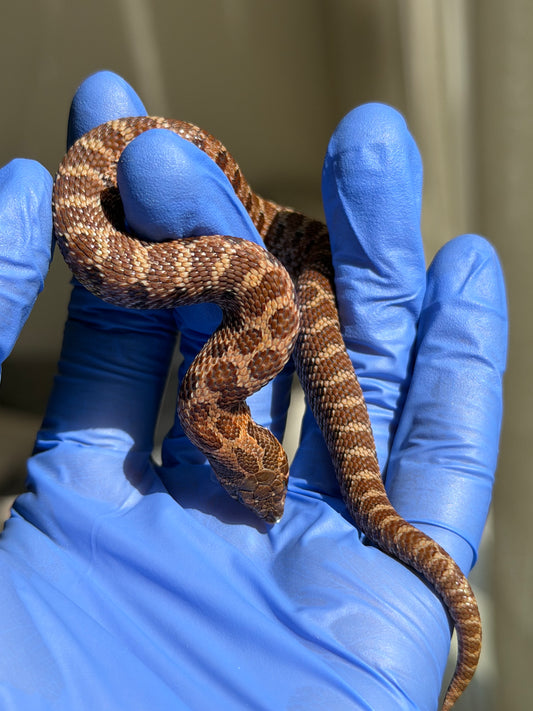 2025 紫貂Het雪爆 ♂ (H25456)