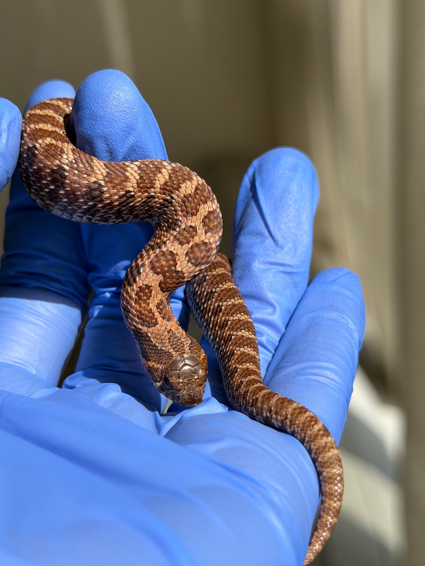 2025 紫貂Het雪爆 ♂ (H25456)