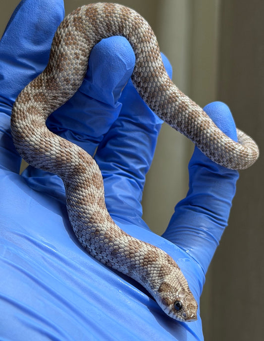 Antarctic Het Toffee 50%ph Axanthic