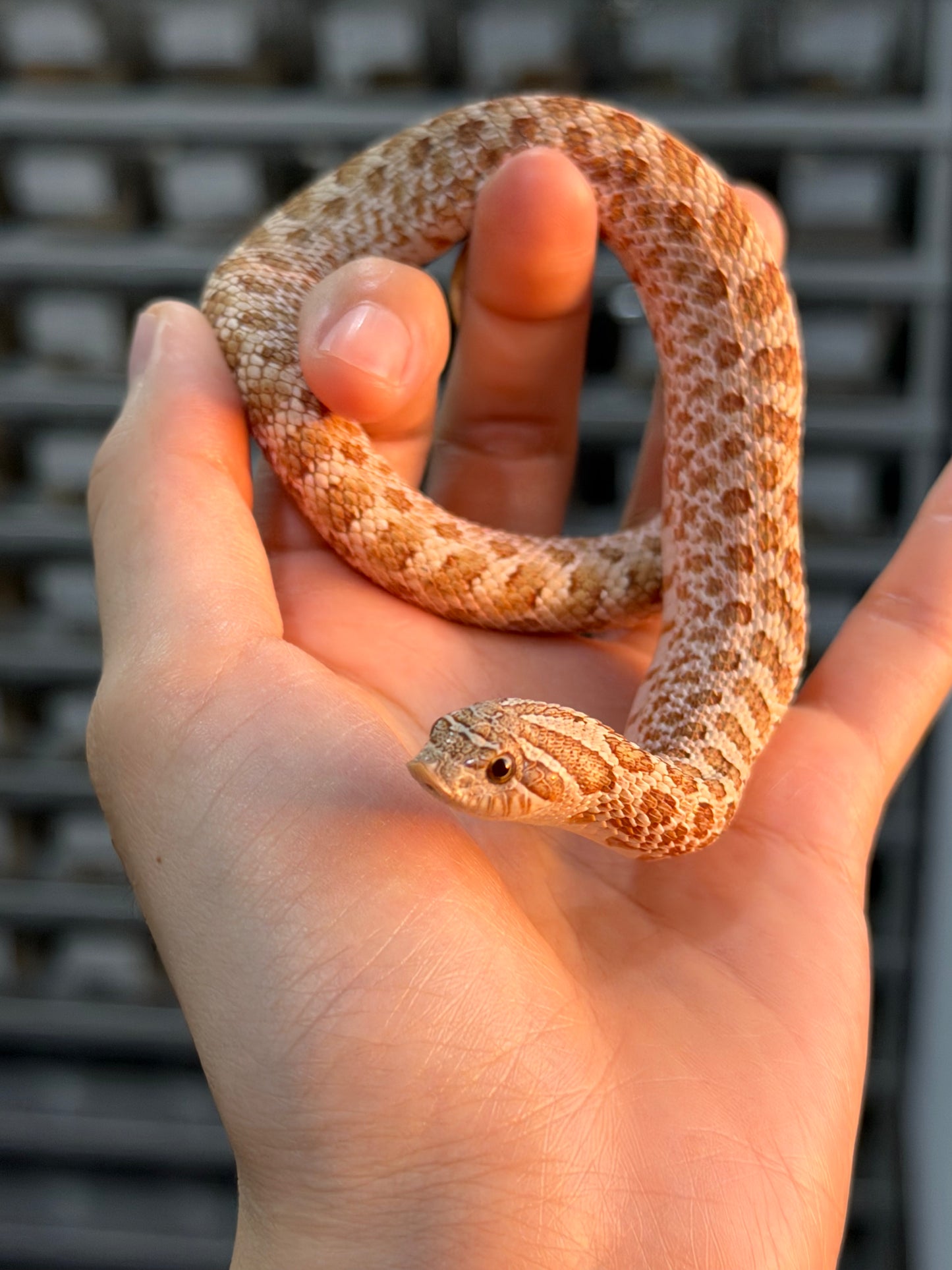 *競標* 2025 北極太妃Het紫貂 ♀ (H25071)