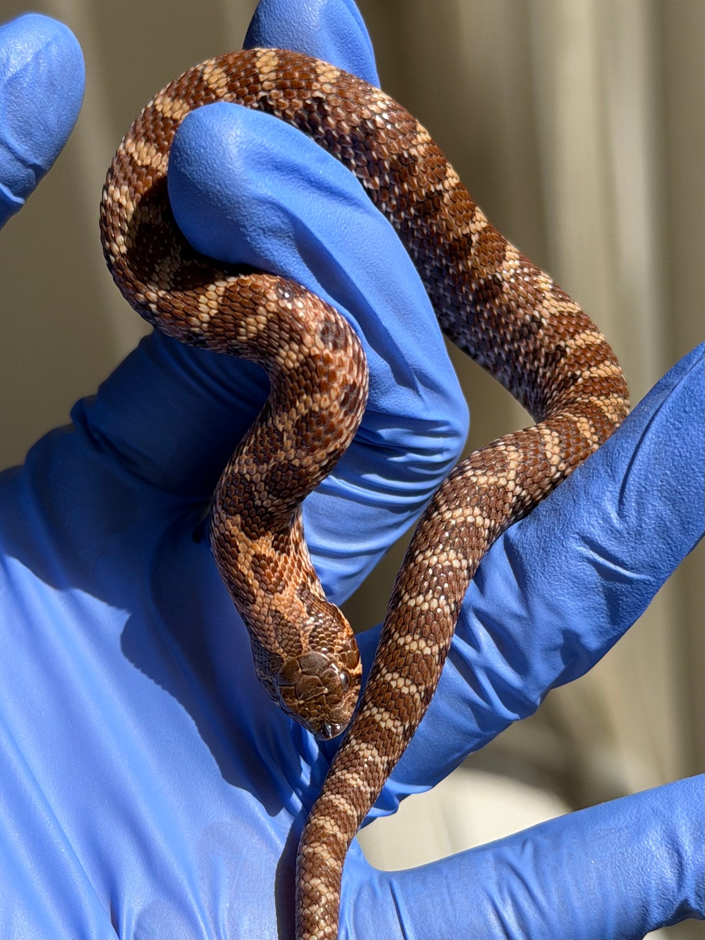 2025 紫貂Het雪爆 ♂ (H25456)