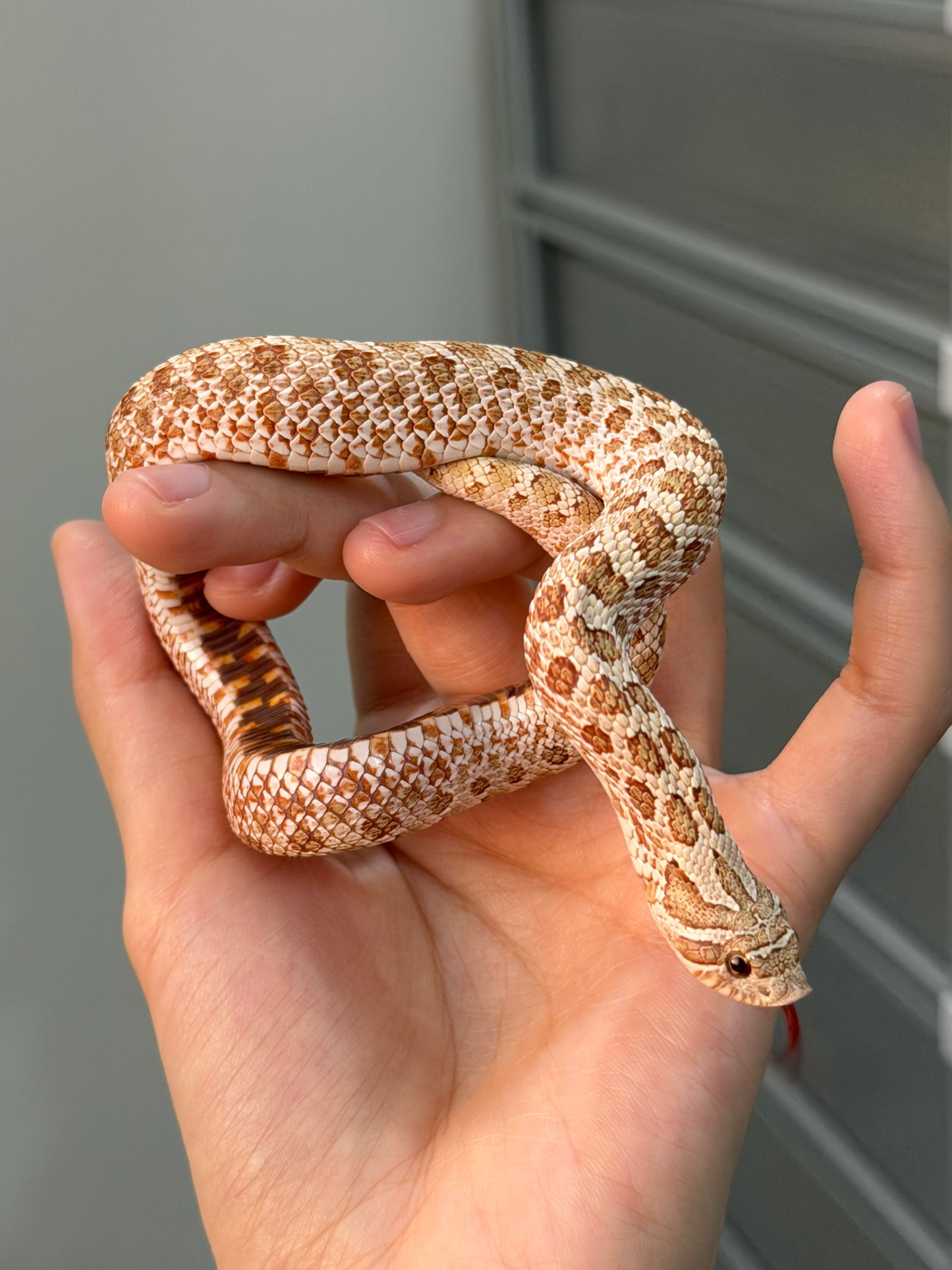 *競標* 2025 北極太妃Het紫貂 ♀ (H25071)