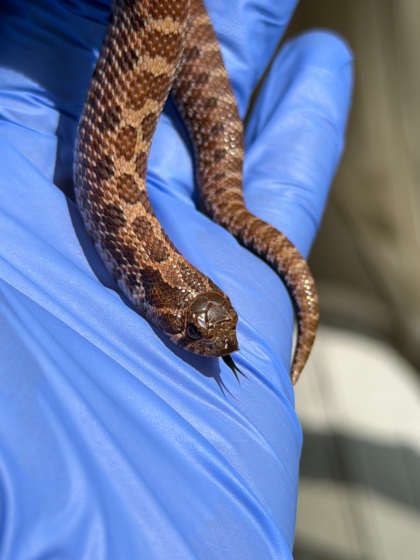 2025 紫貂Het雪爆 ♂ (H25456)