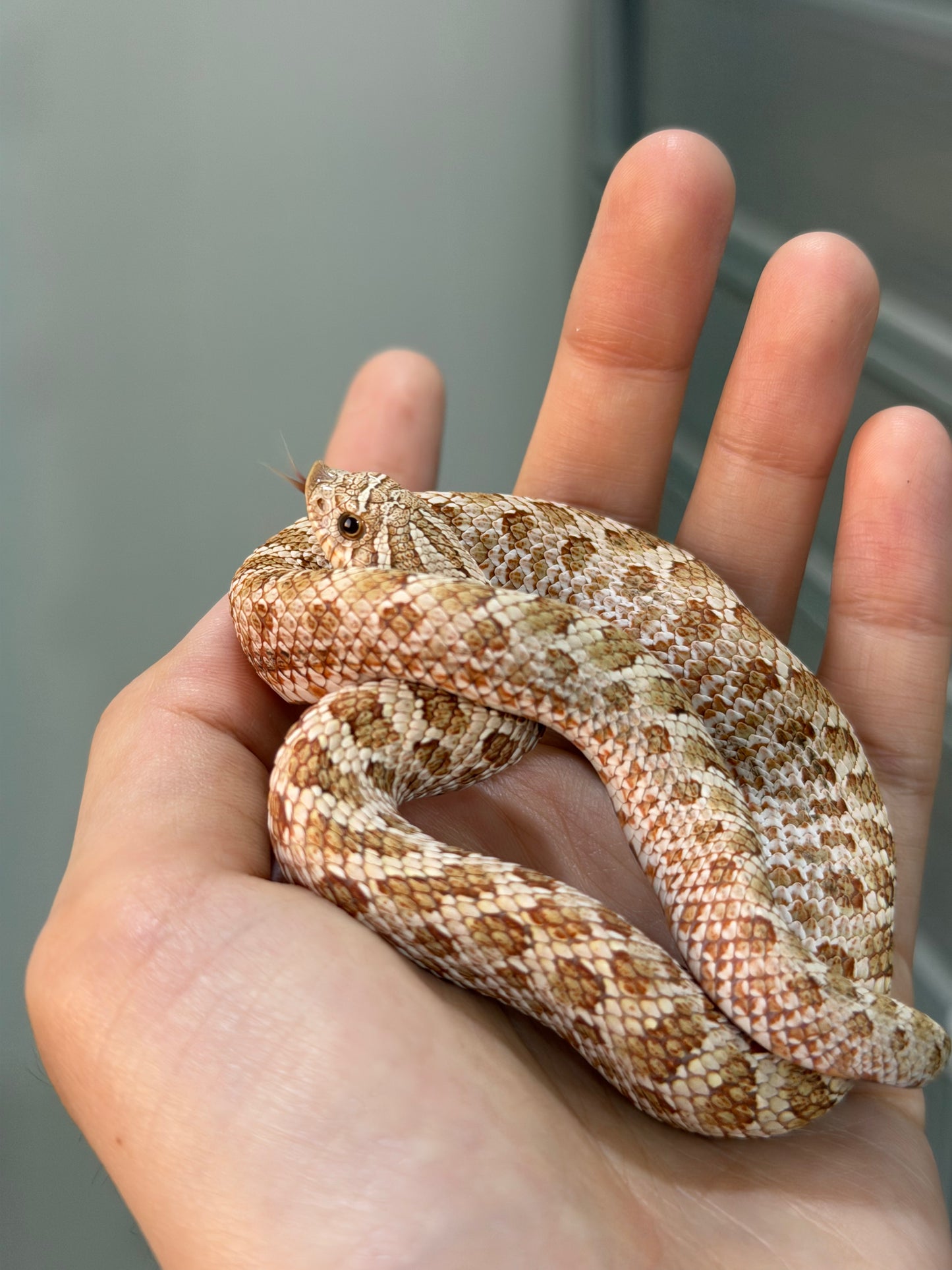 *競標* 2025 北極太妃Het紫貂 ♀ (H25071)