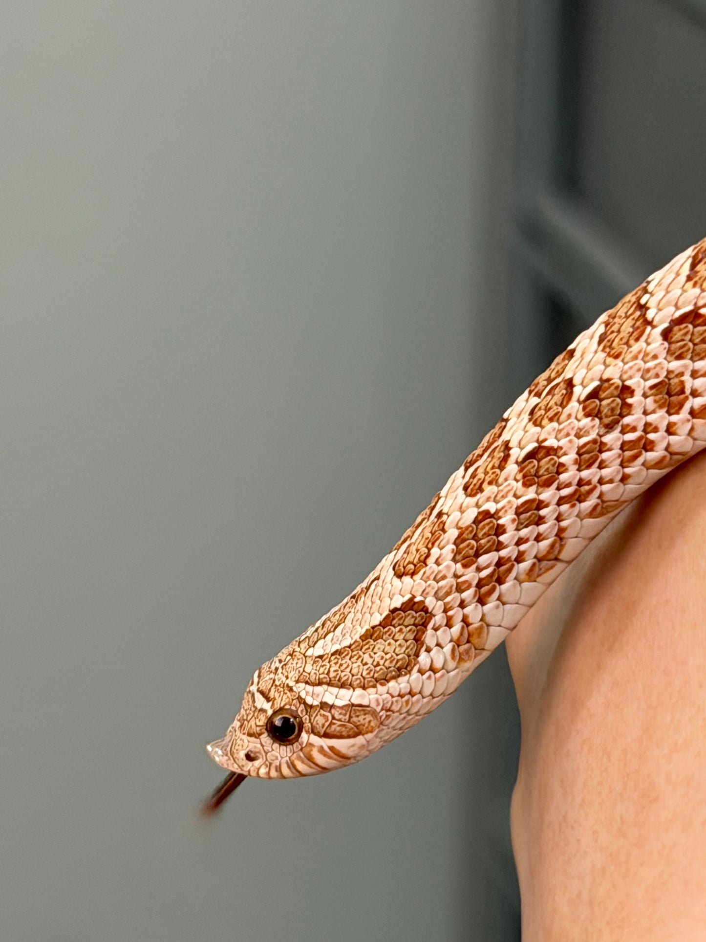 *競標* 2025 北極太妃Het紫貂 ♀ (H25071)