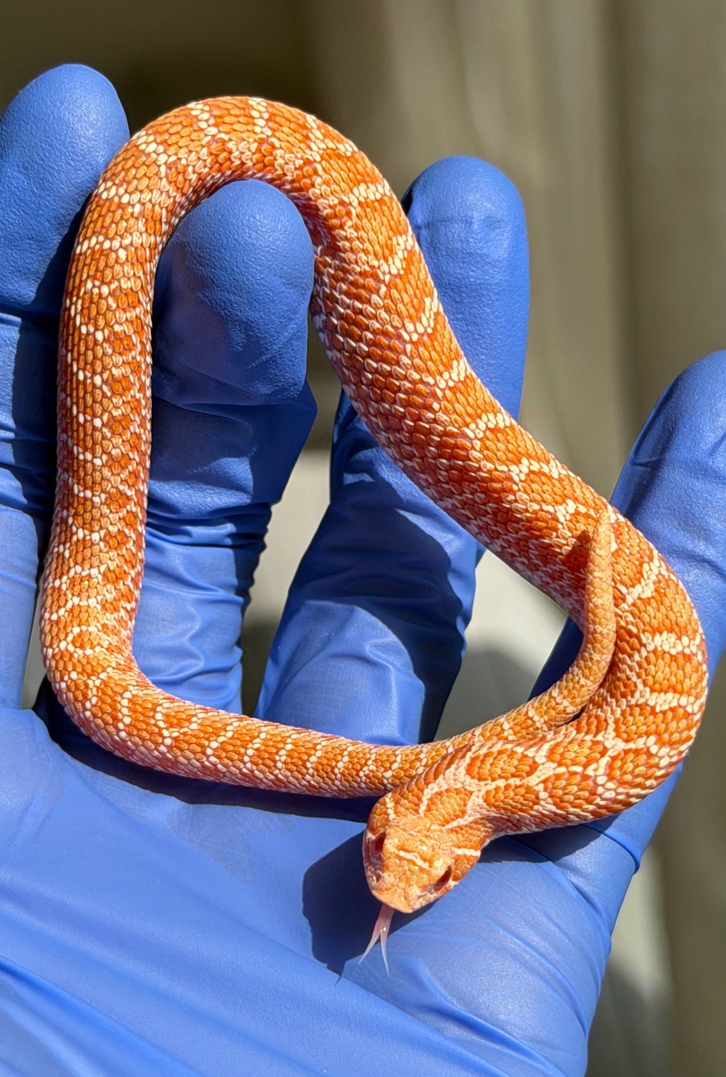 2025 白化Het雪爆 ♂ (H25455)