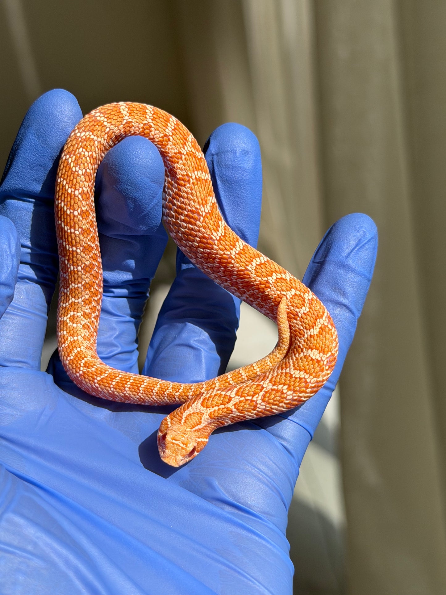 2025 白化Het雪爆 ♂ (H25455)