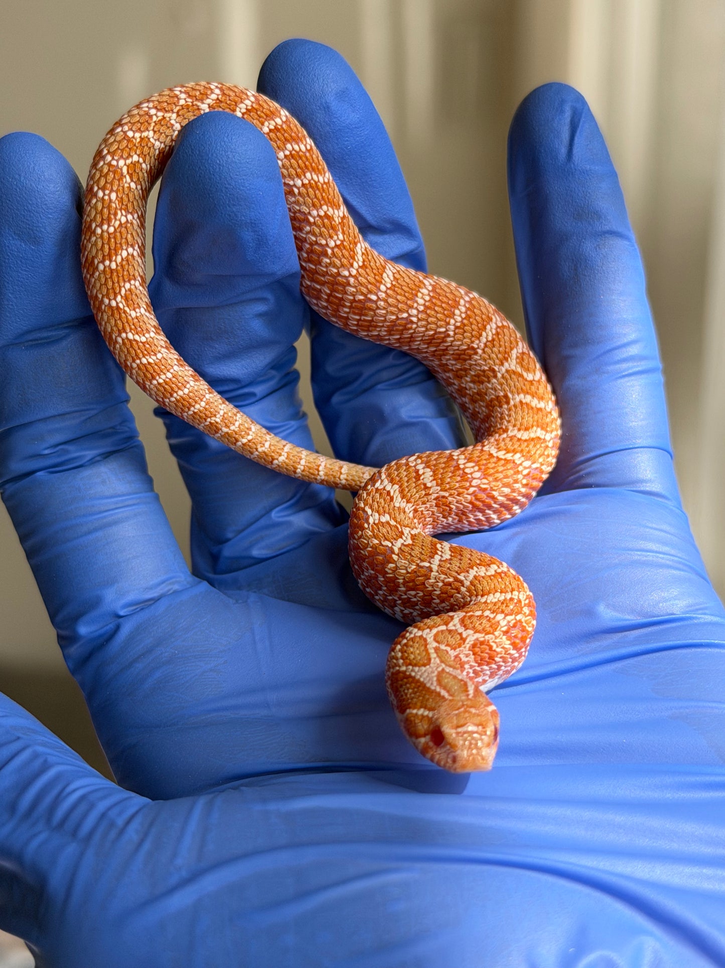 2025 白化Het雪爆 ♂ (H25455)