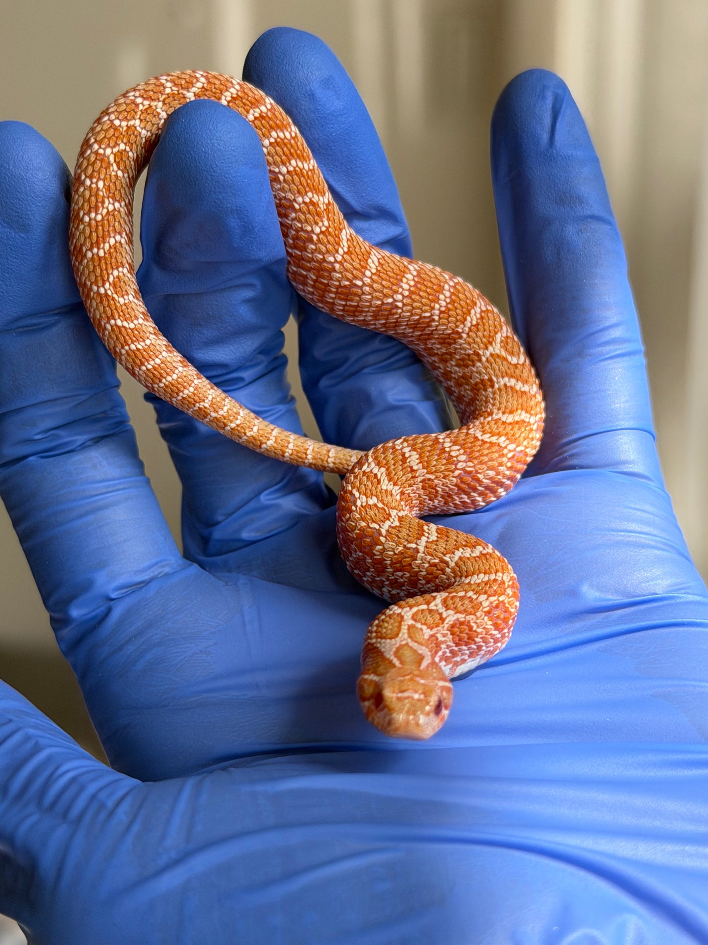 2025 白化Het雪爆 ♂ (H25455)