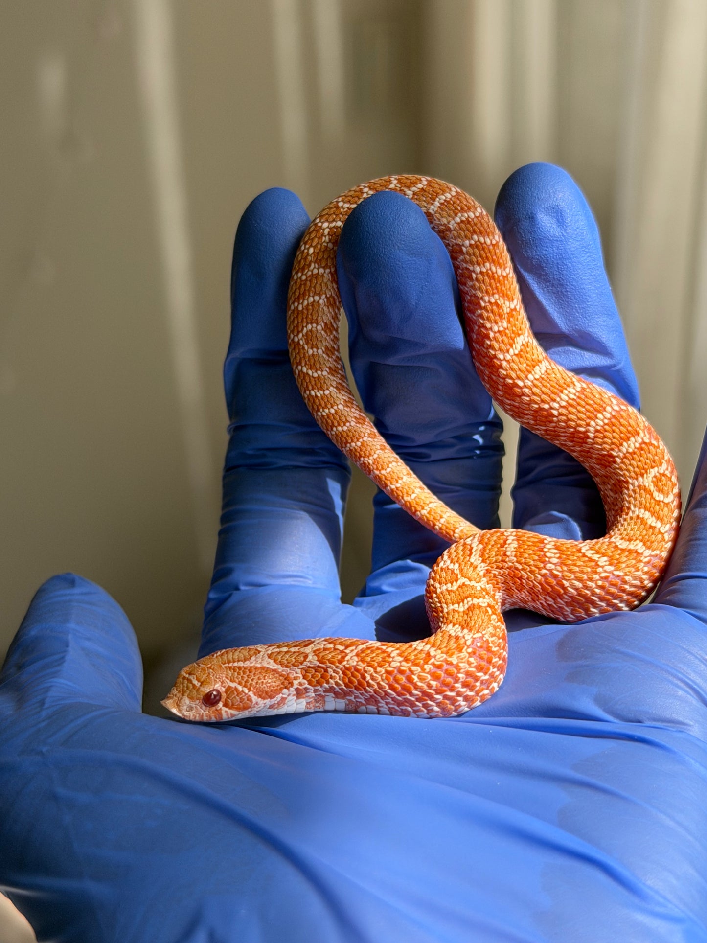 2025 白化Het雪爆 ♂ (H25455)