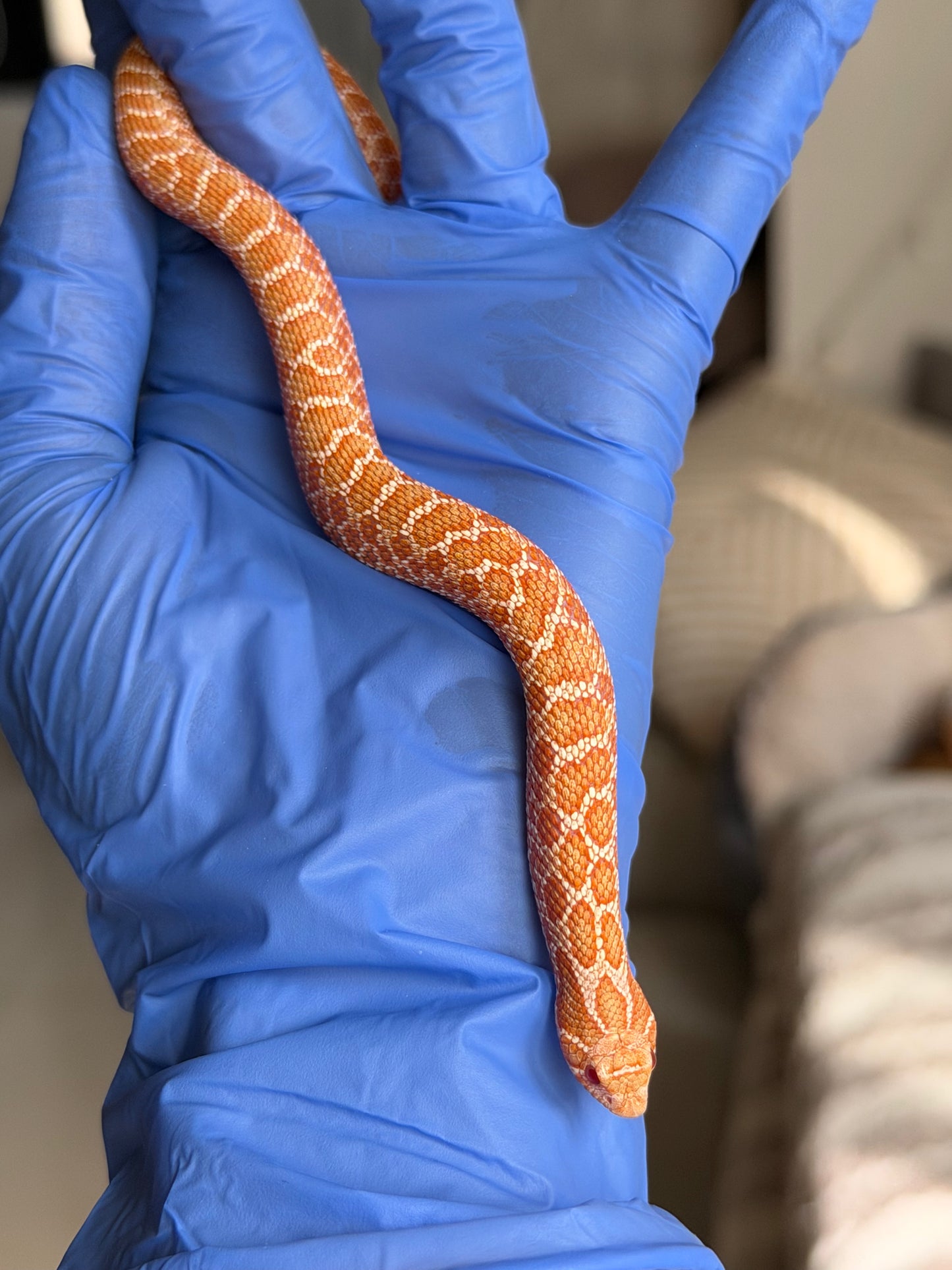 2025 白化Het雪爆 ♂ (H25455)