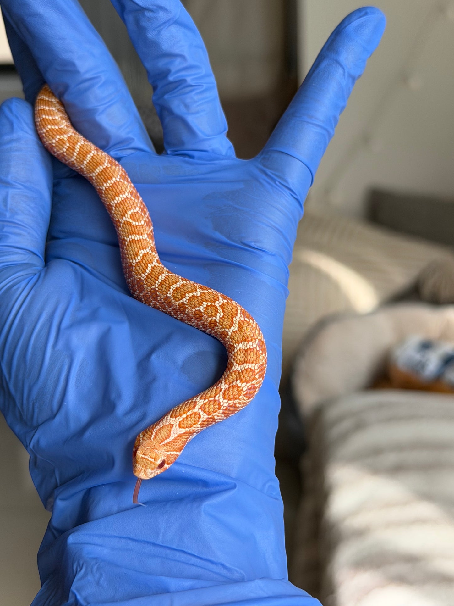 2025 白化Het雪爆 ♂ (H25455)