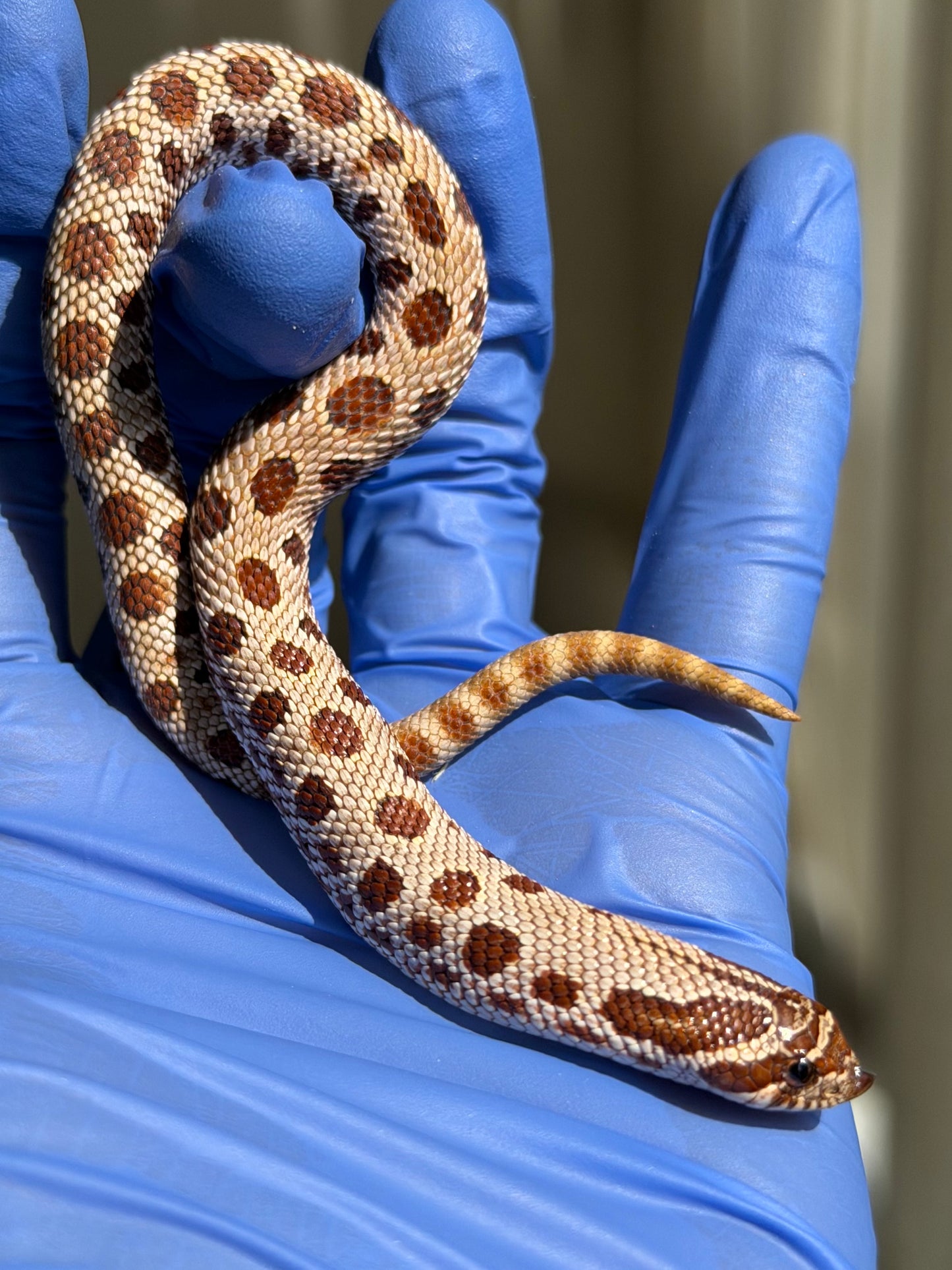 2025 康達66%ph巧克力66%ph白化, 50%彩色爆風血系 ♂ (H25445)